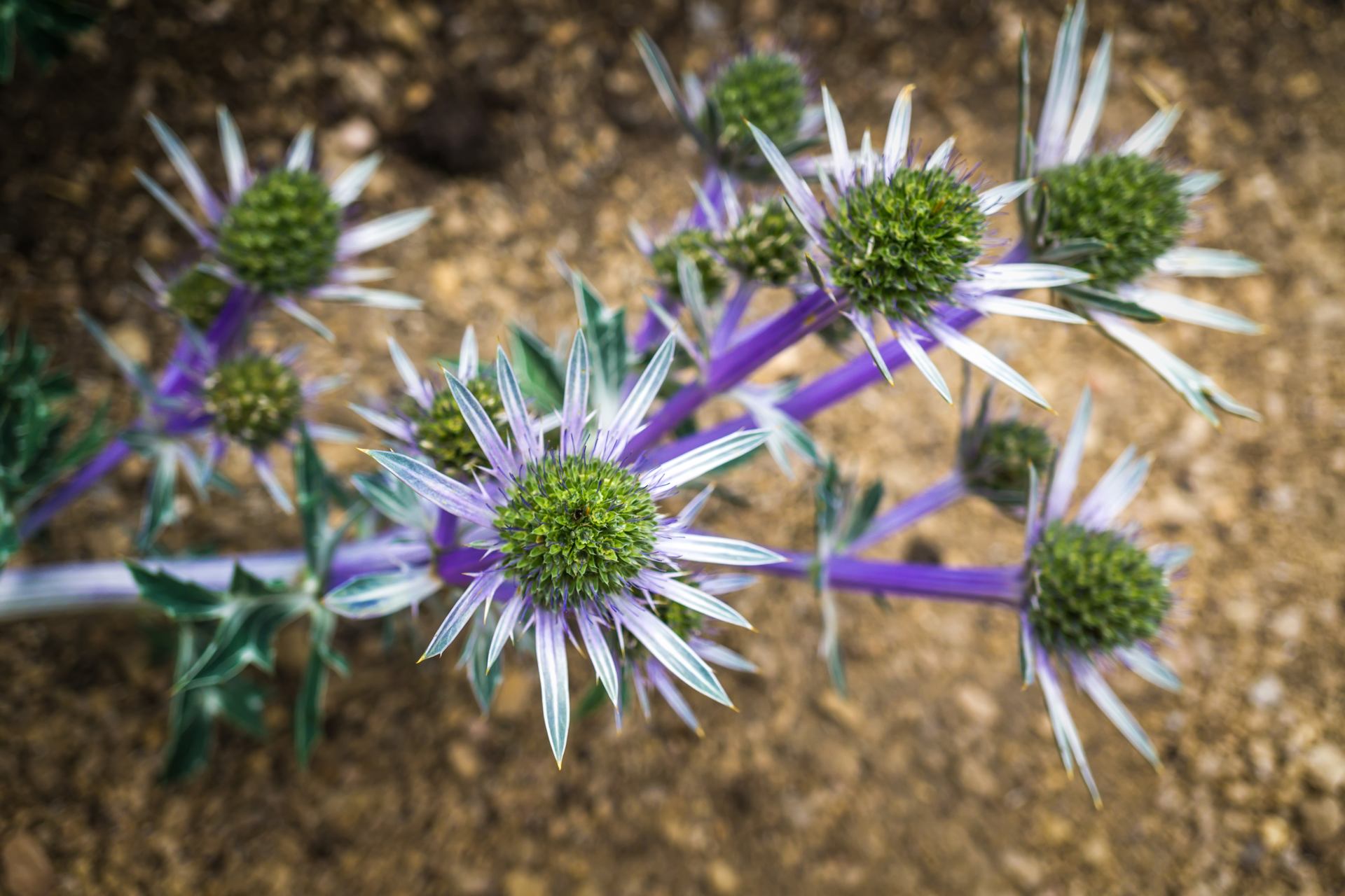 Flower2
