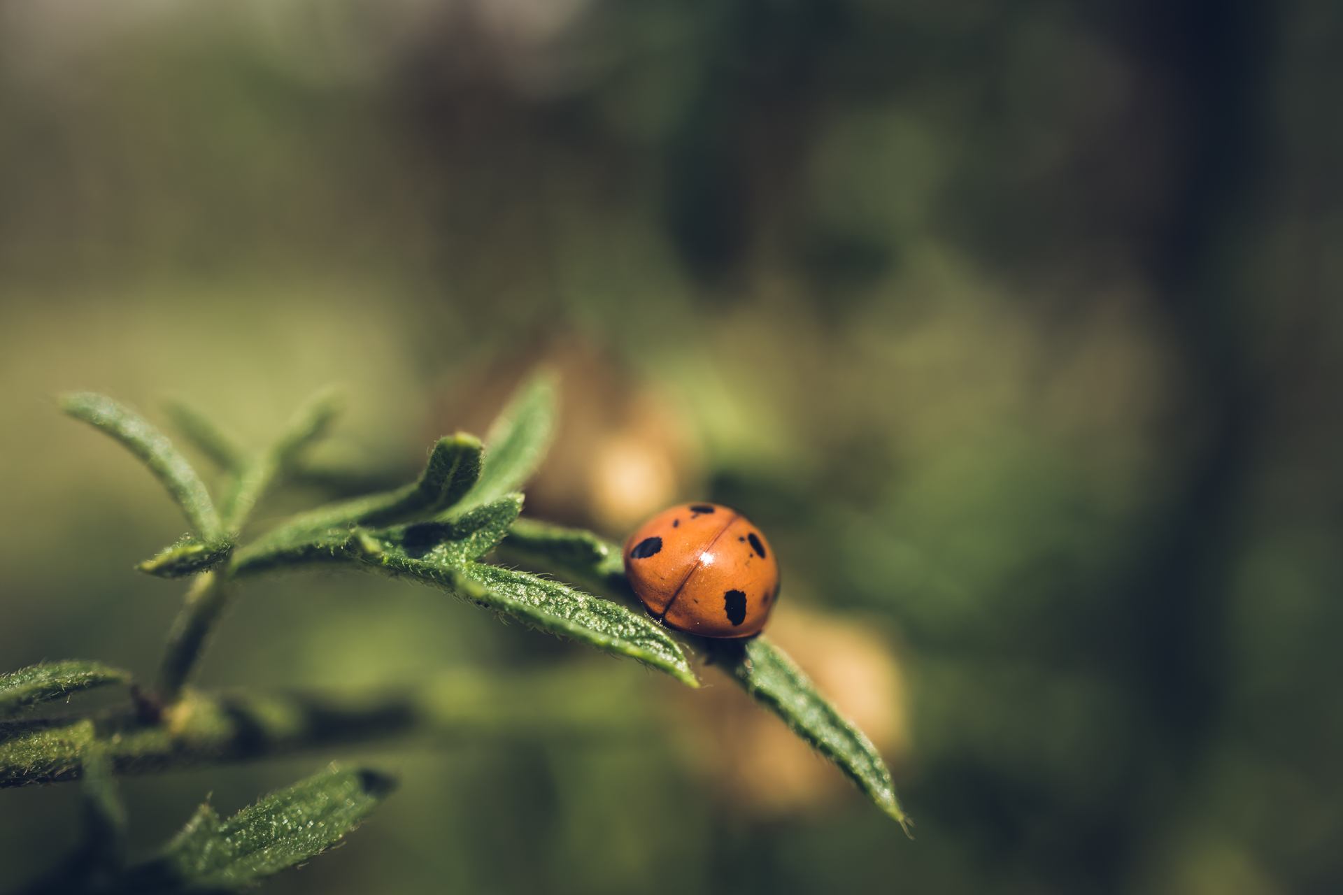 Ladybird