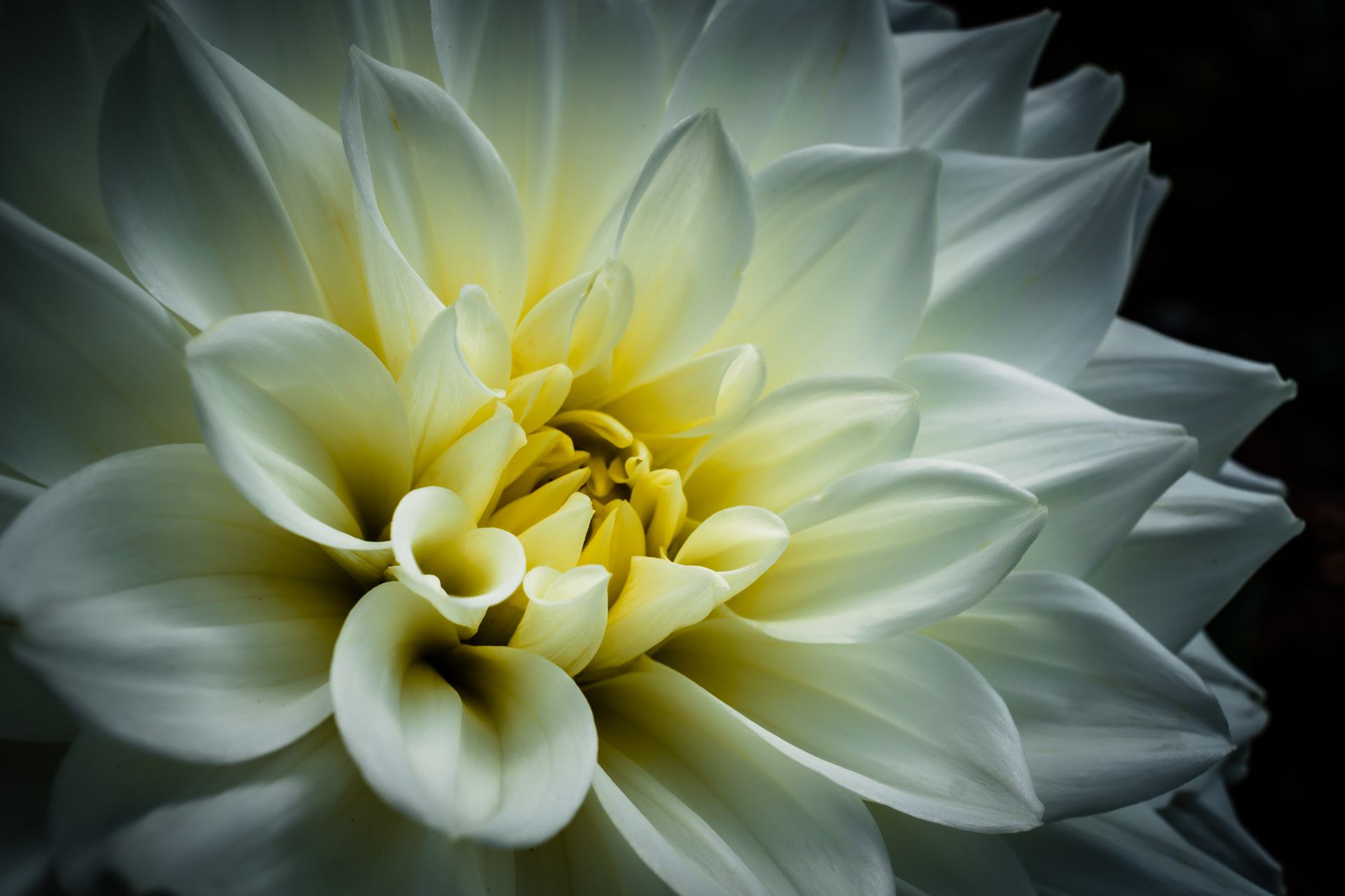 Flower3