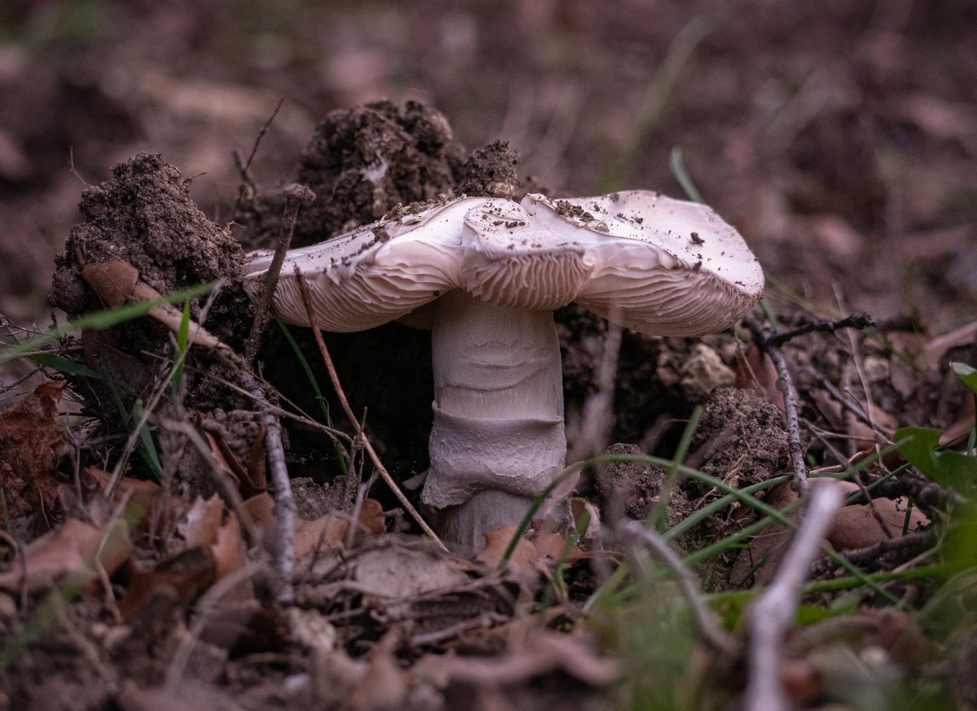 Après la pluie .... 