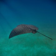 Classement final : 883