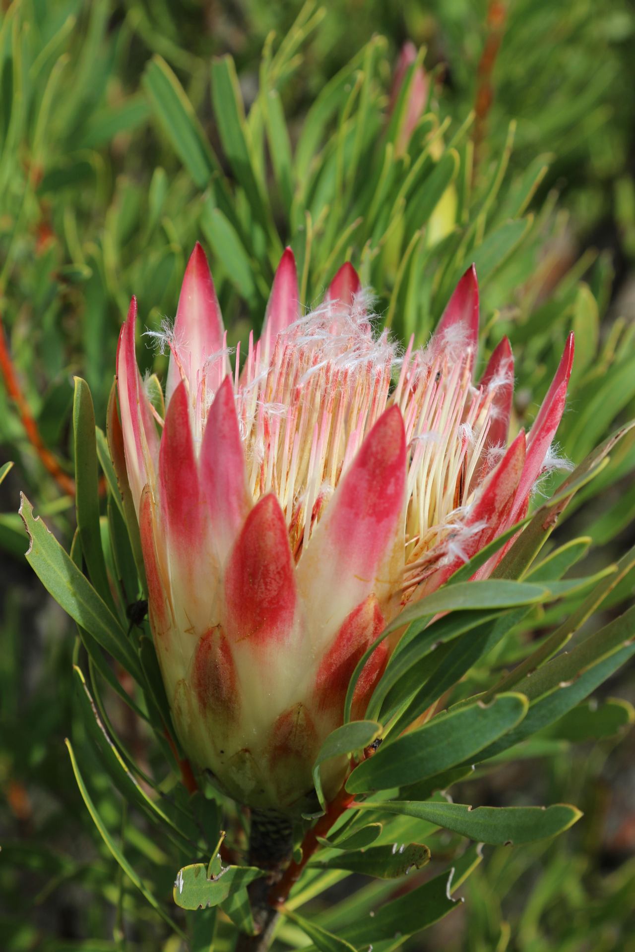 tuyère en pétale de protéa, table mountain cape town