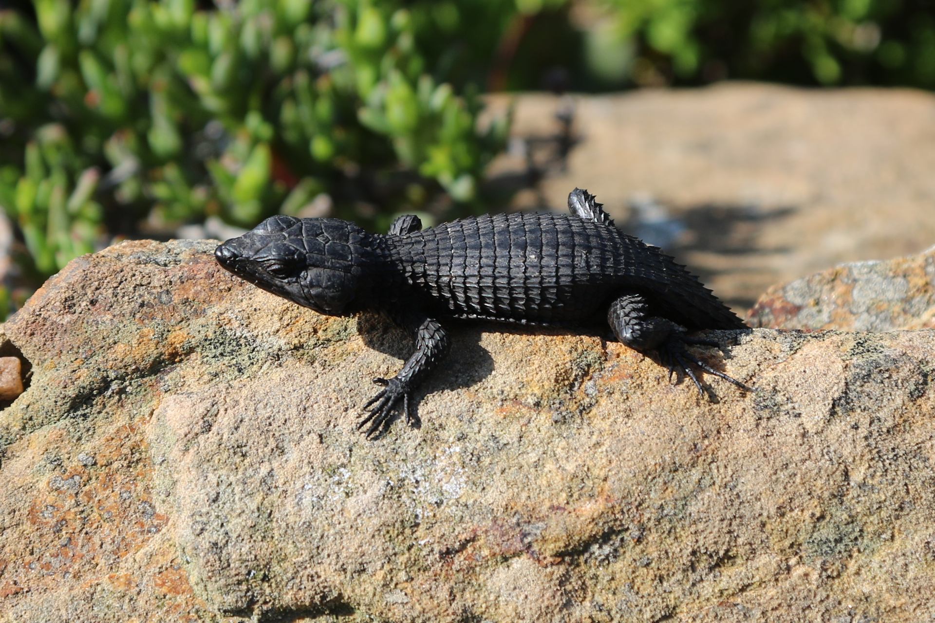 cordylus niger, cape point