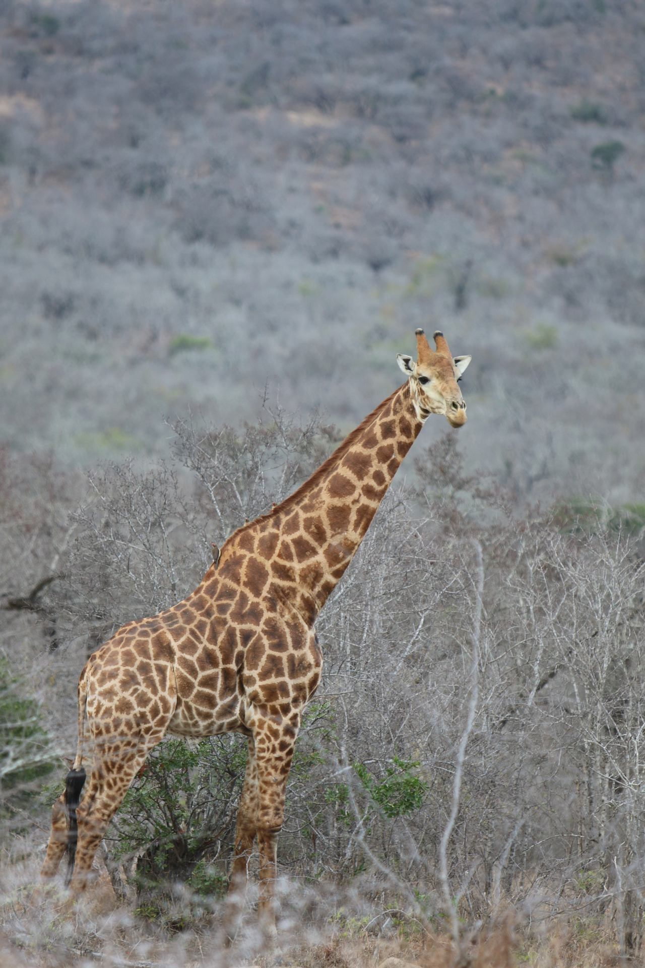 élévation - Hluhluwe-Umfolozi RSA