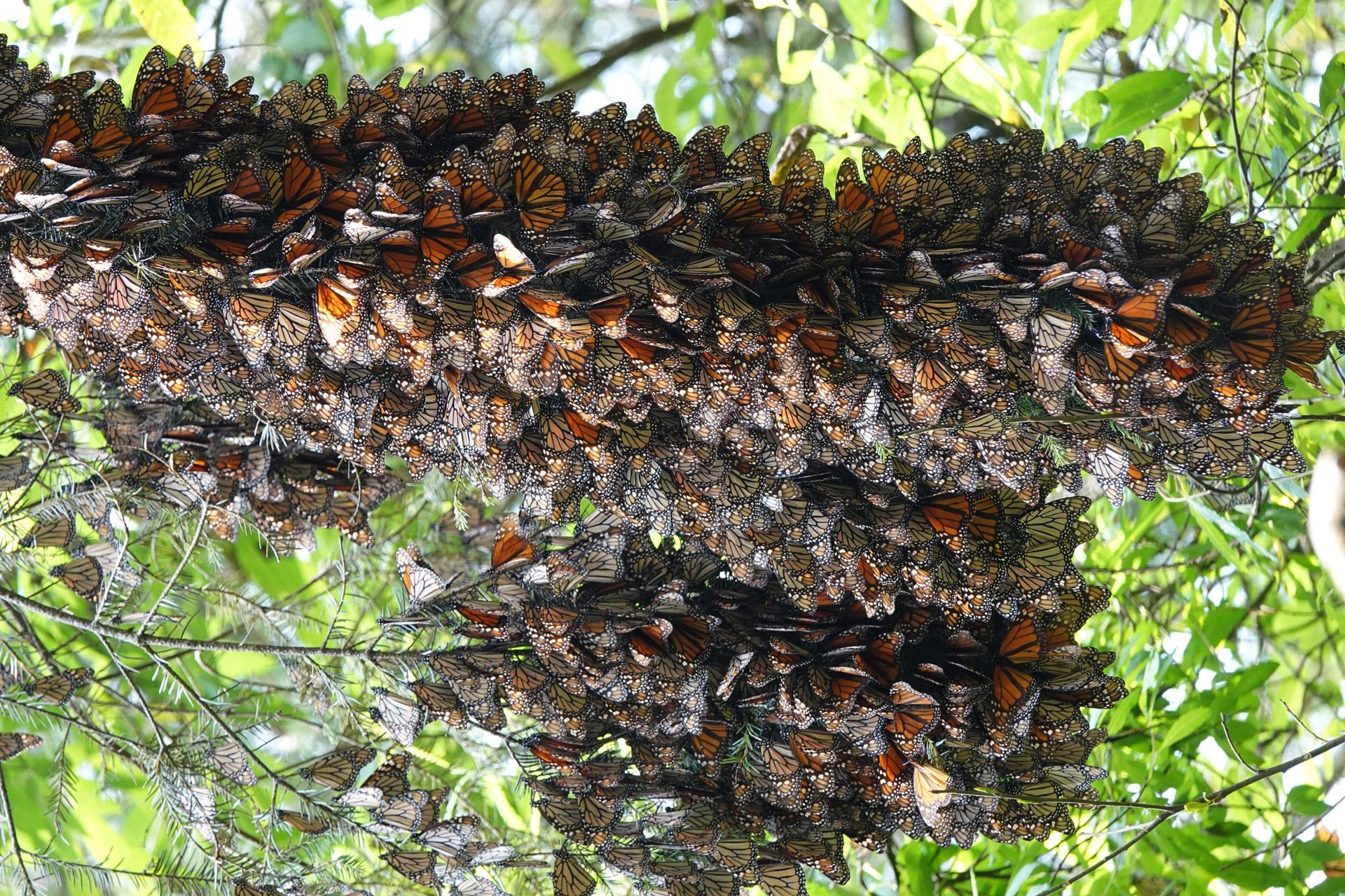 Clusters of Monarch Butterflies in Mexico