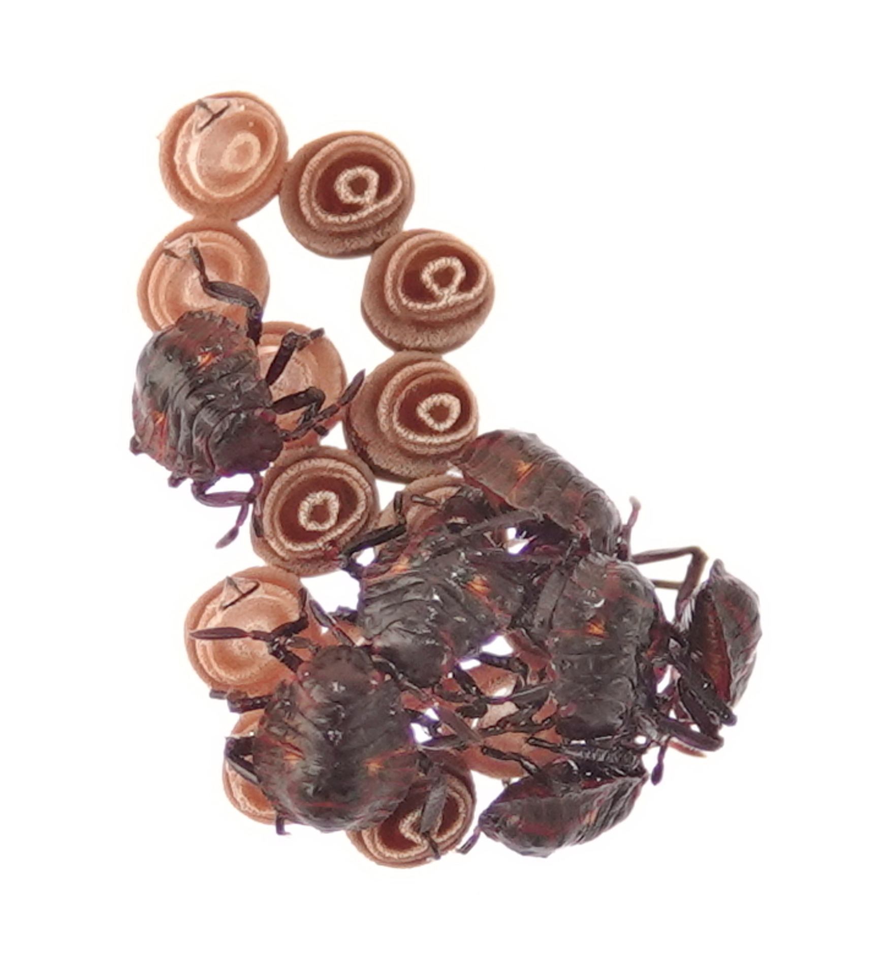 Hatching of stink bugs (nymphs) who push the egg bursters (T-shaped) to open the operculum