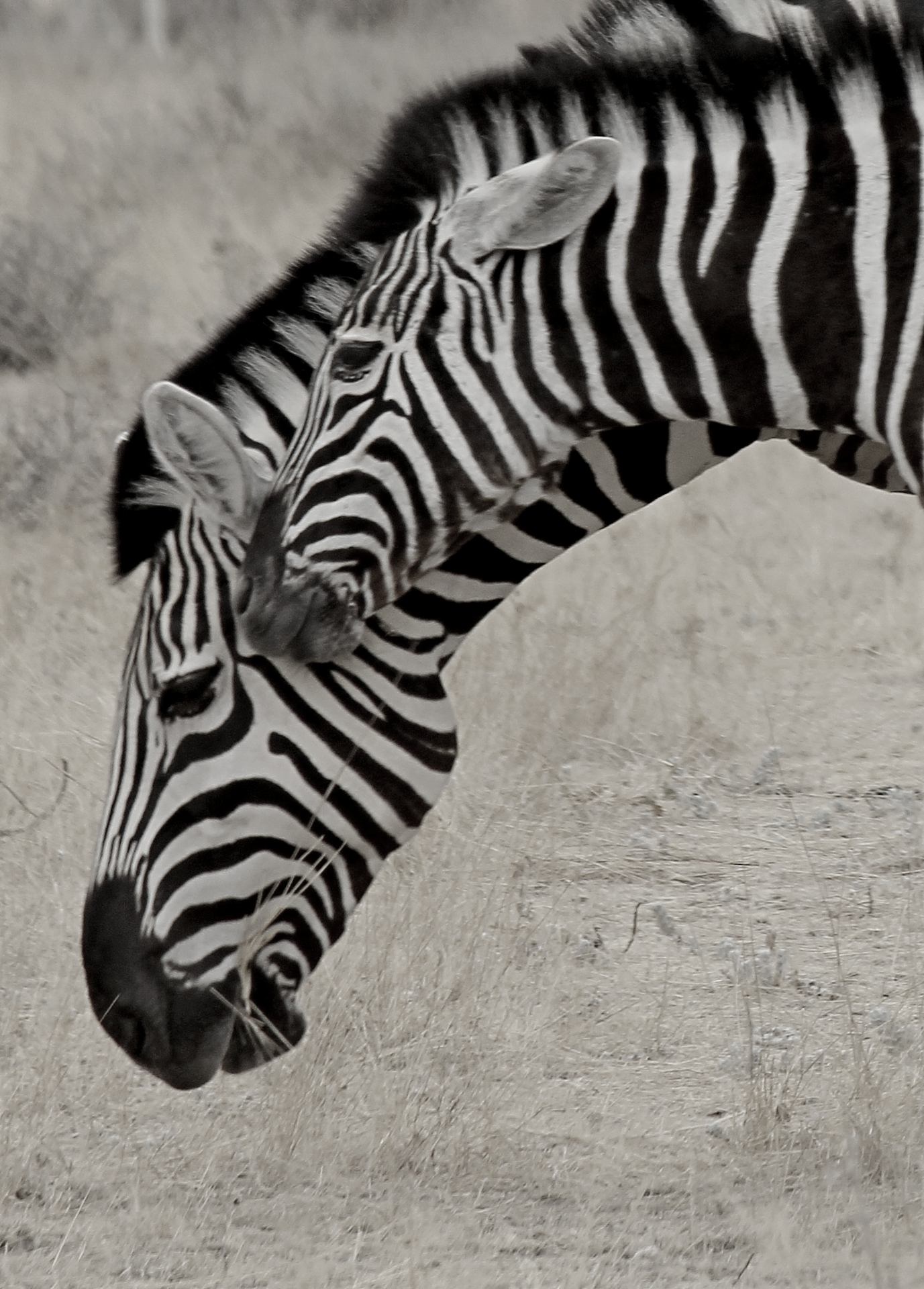 Camouflaged zebra colt