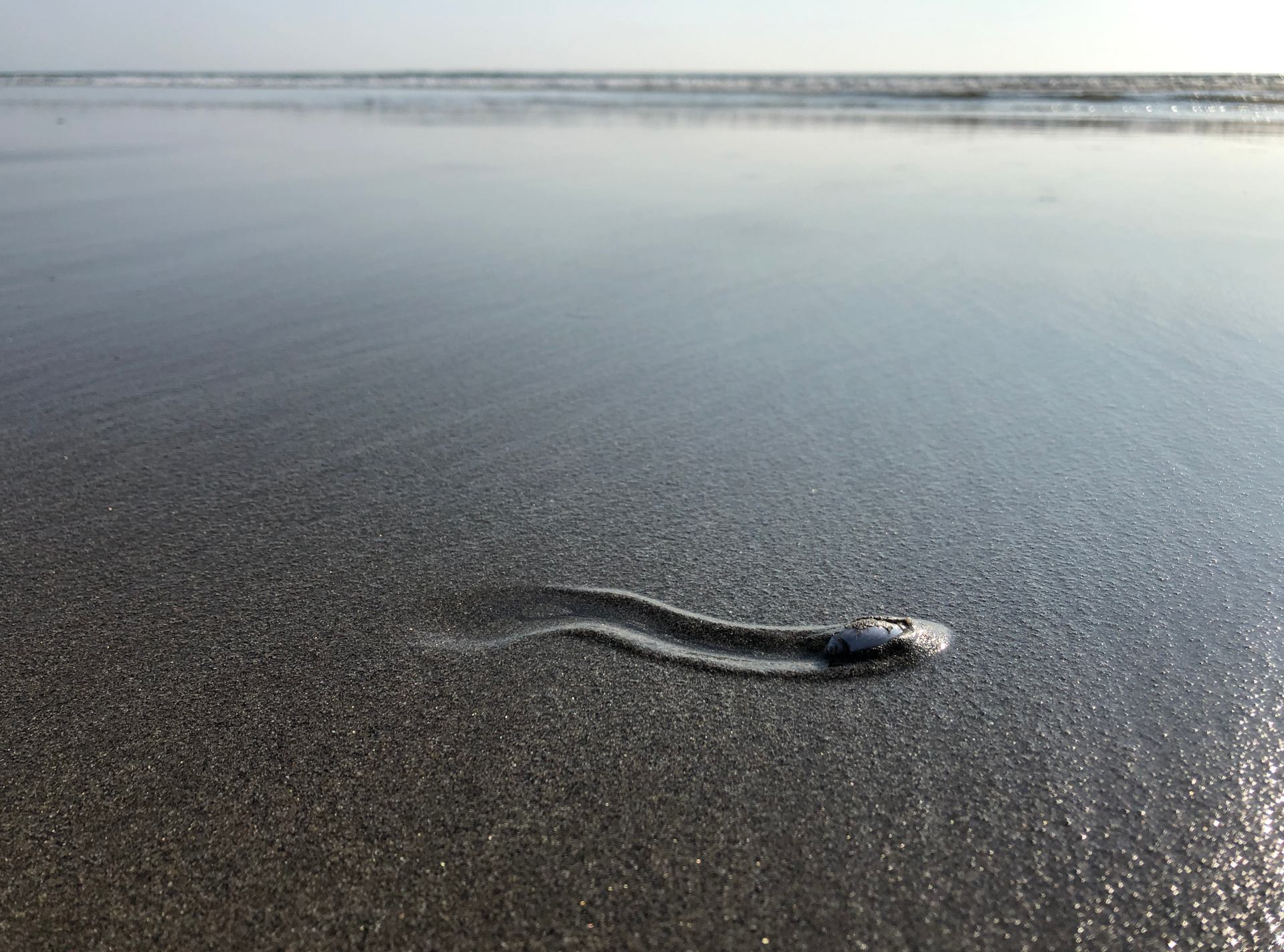 Snail drawing in the beach
