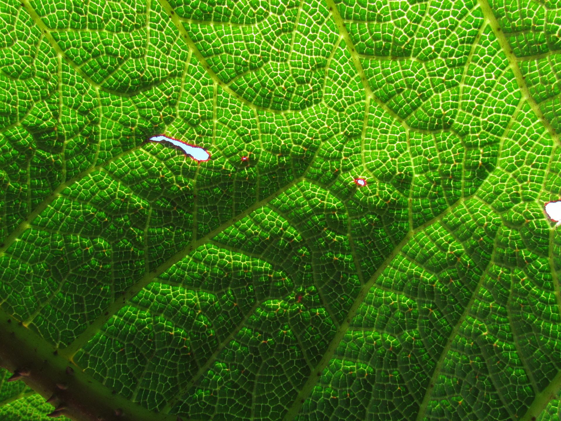 Patterns of a Gunnera insignis leaf (called poor´s umbrella in Costa Rica)