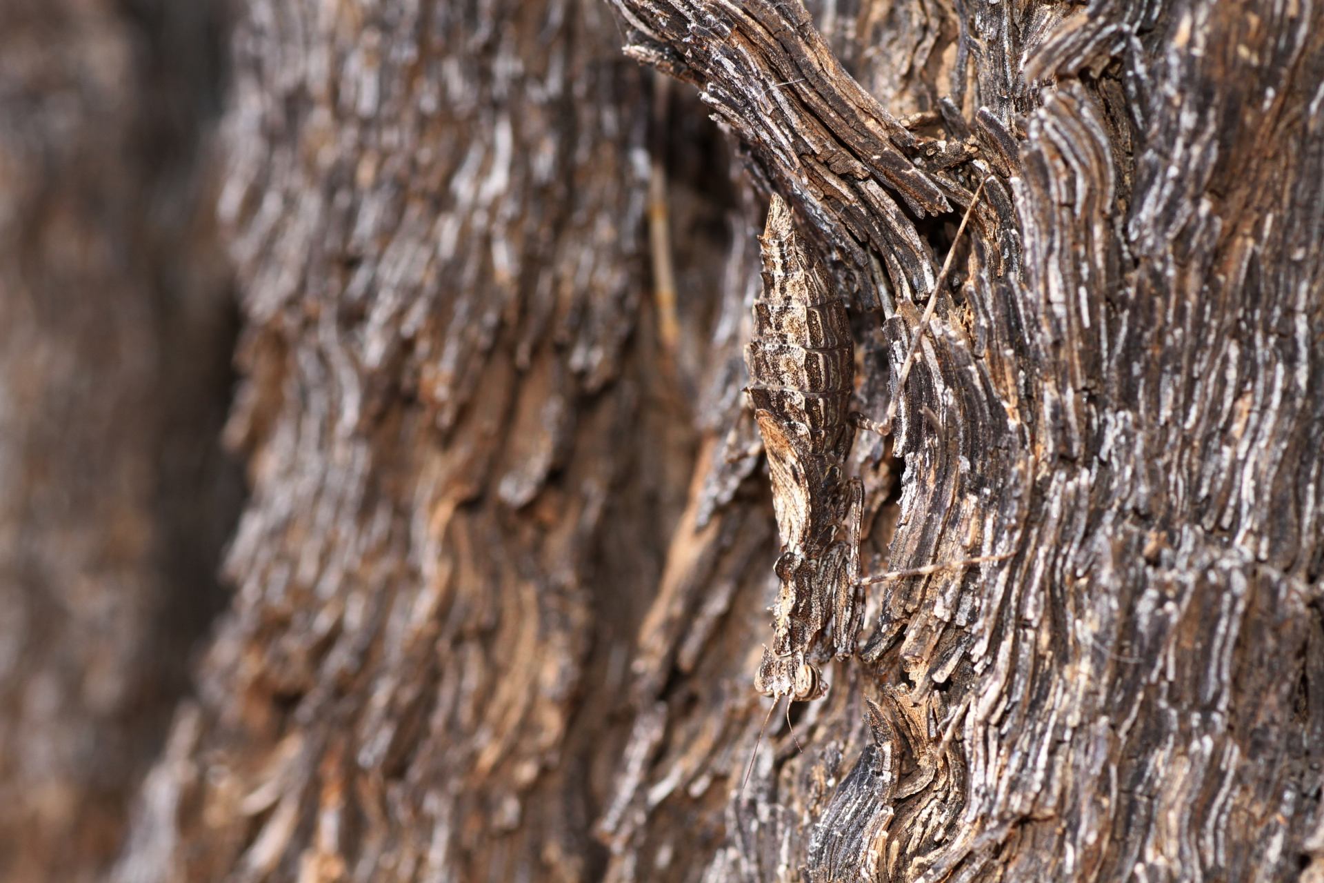 Bark mantis in Central Australia