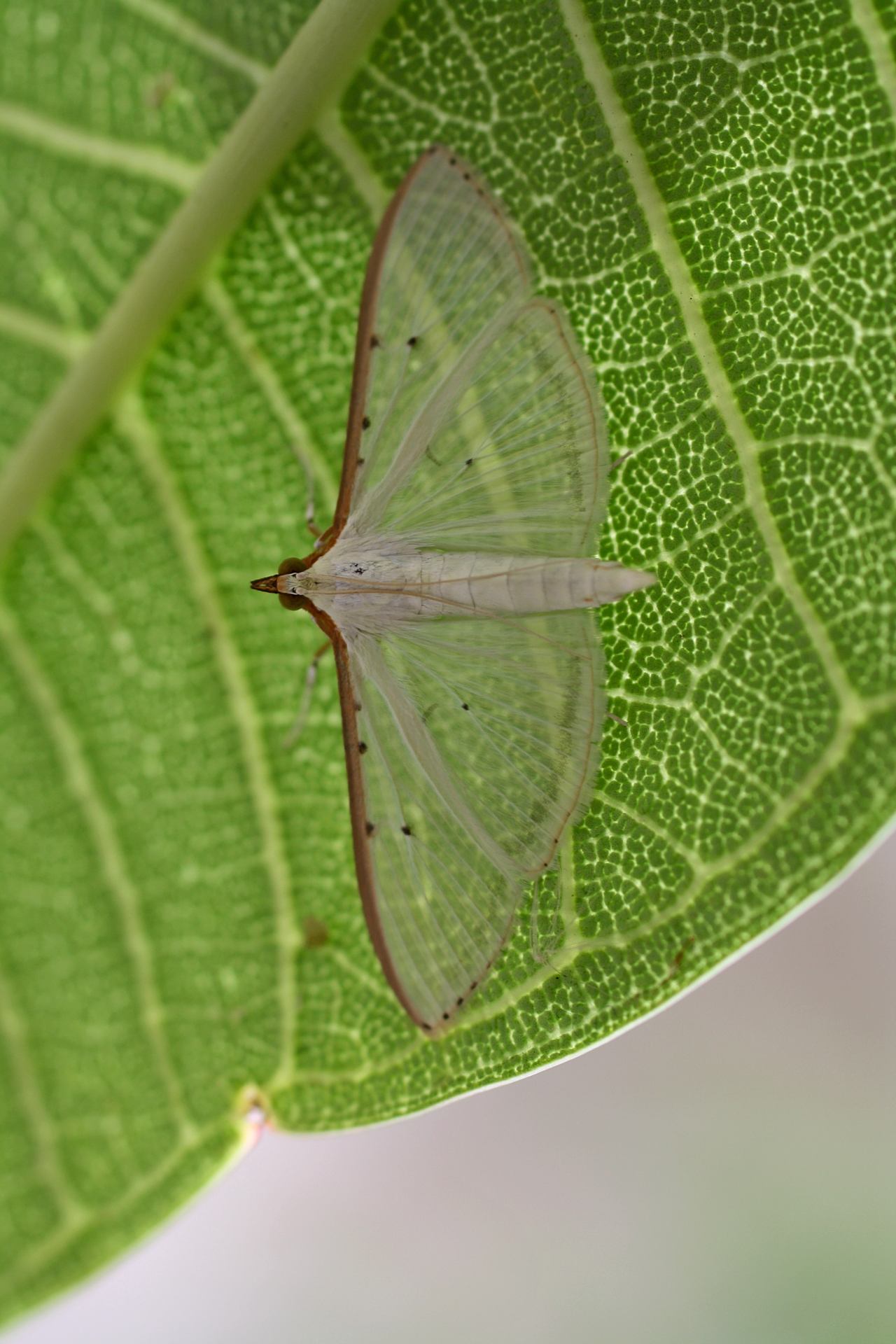 Translucent wings and beautiful leaf pattern