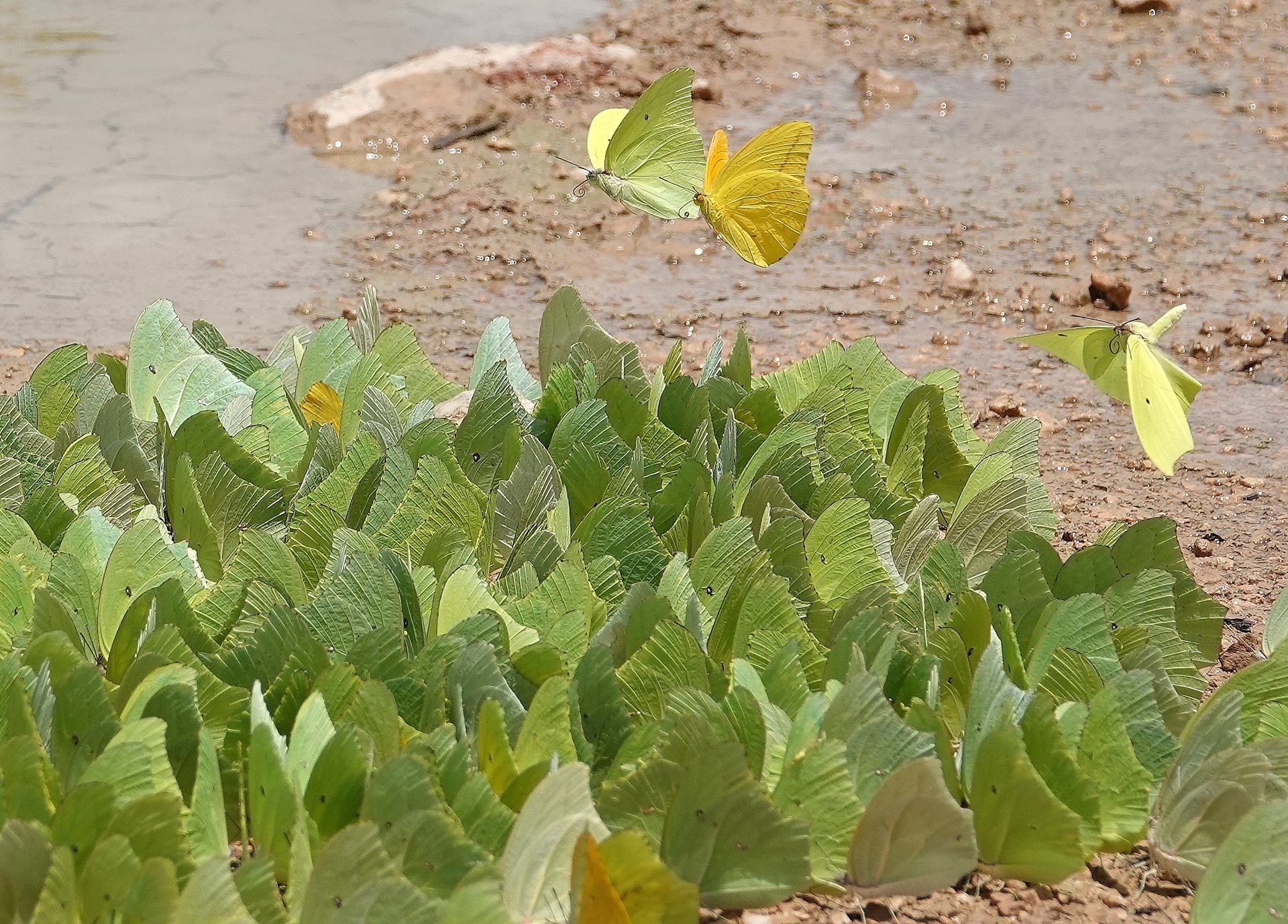 Butterflies in Yucatan