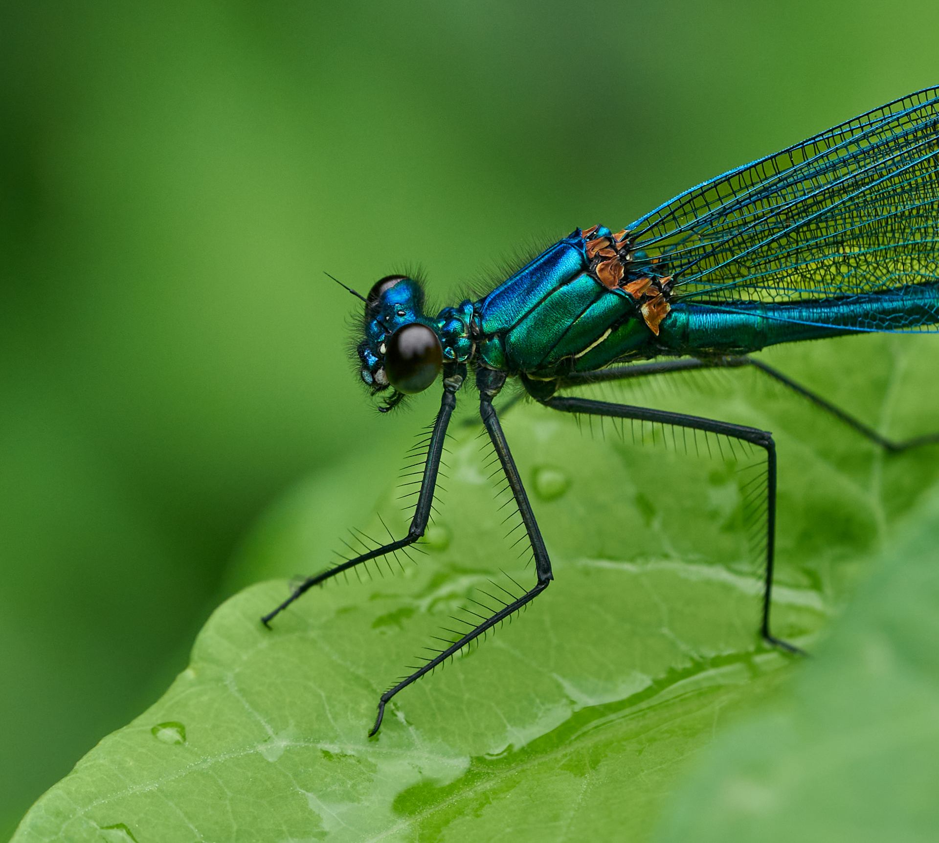 Calopteryx splendens