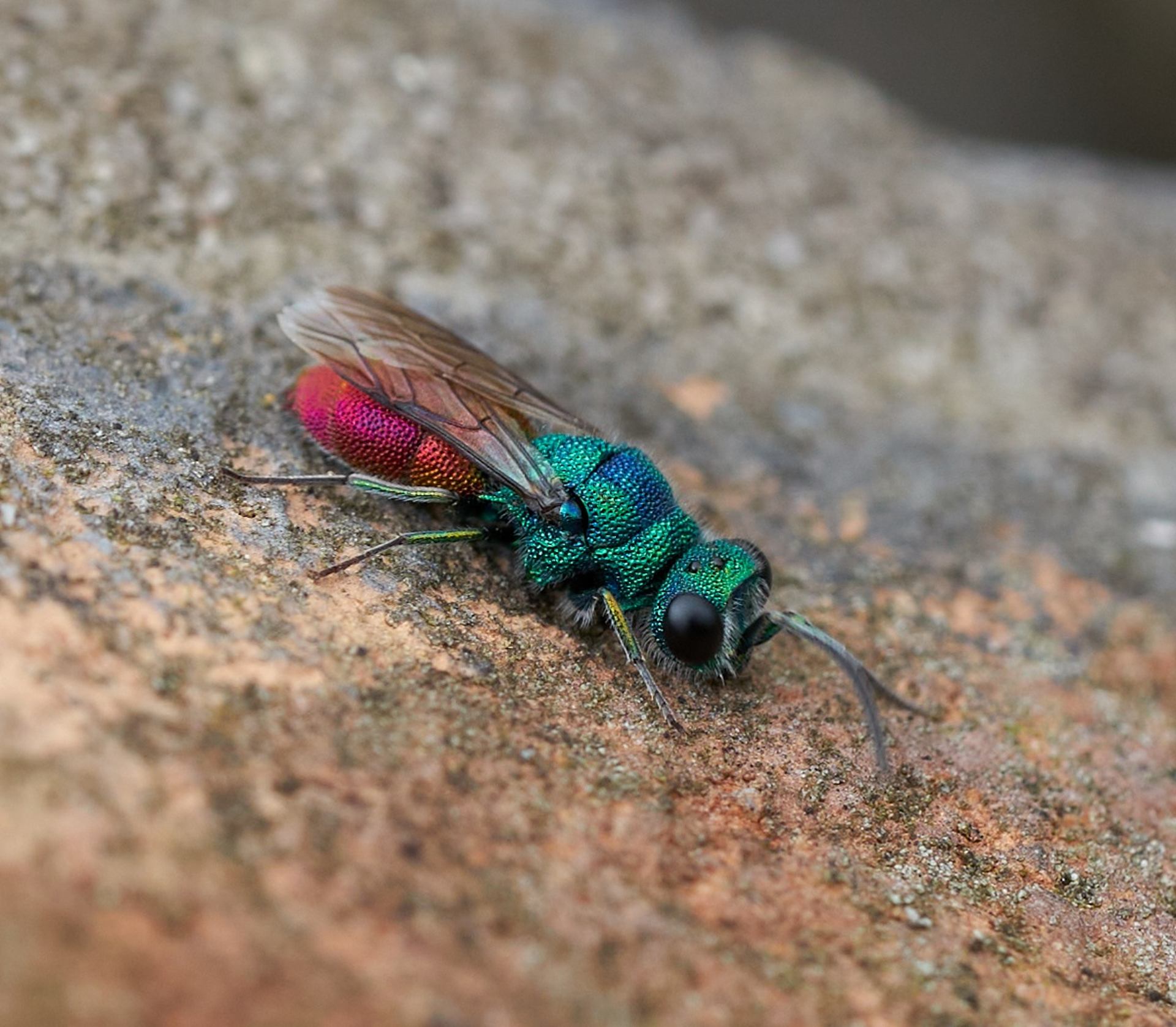 Chryside