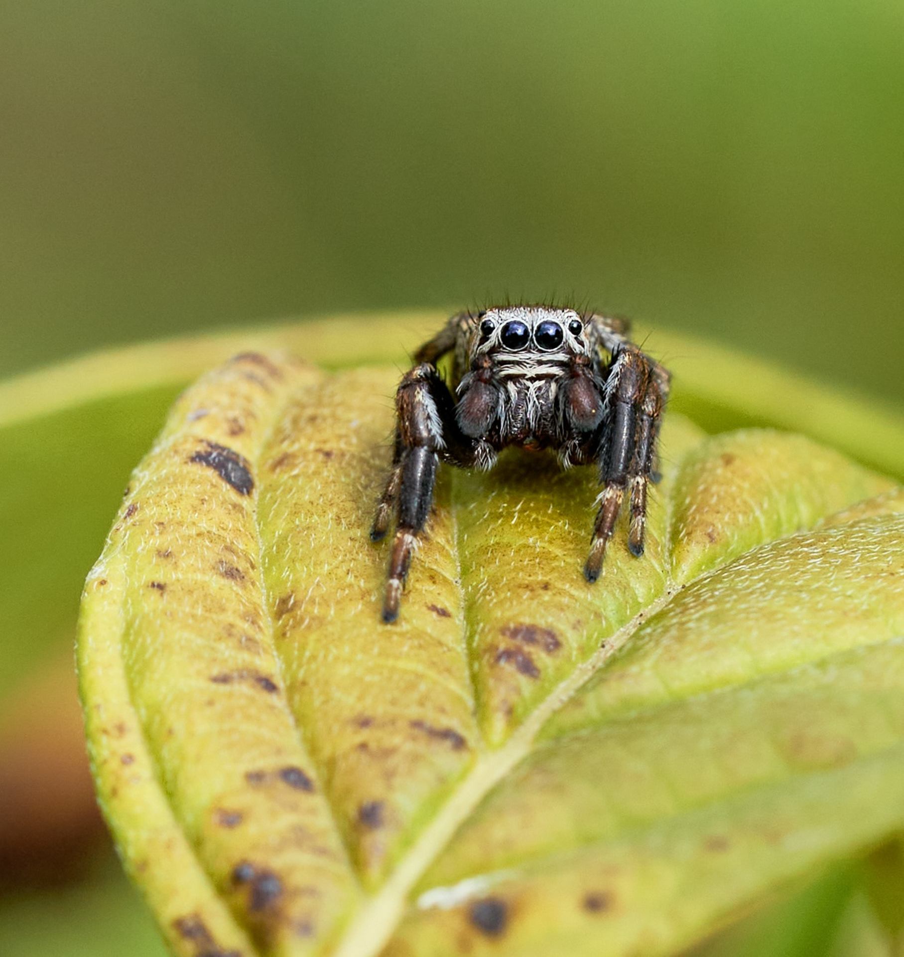 Salticidae