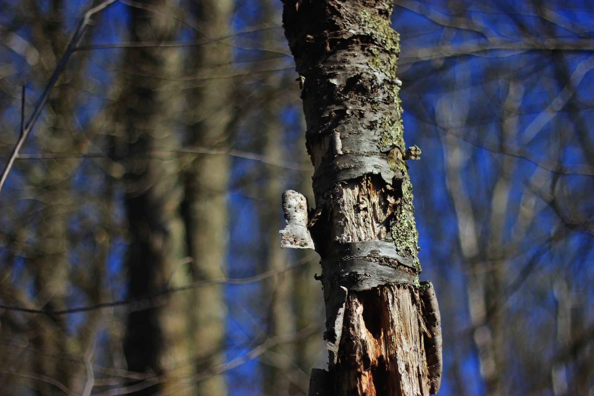 L'enfance de l'arbre