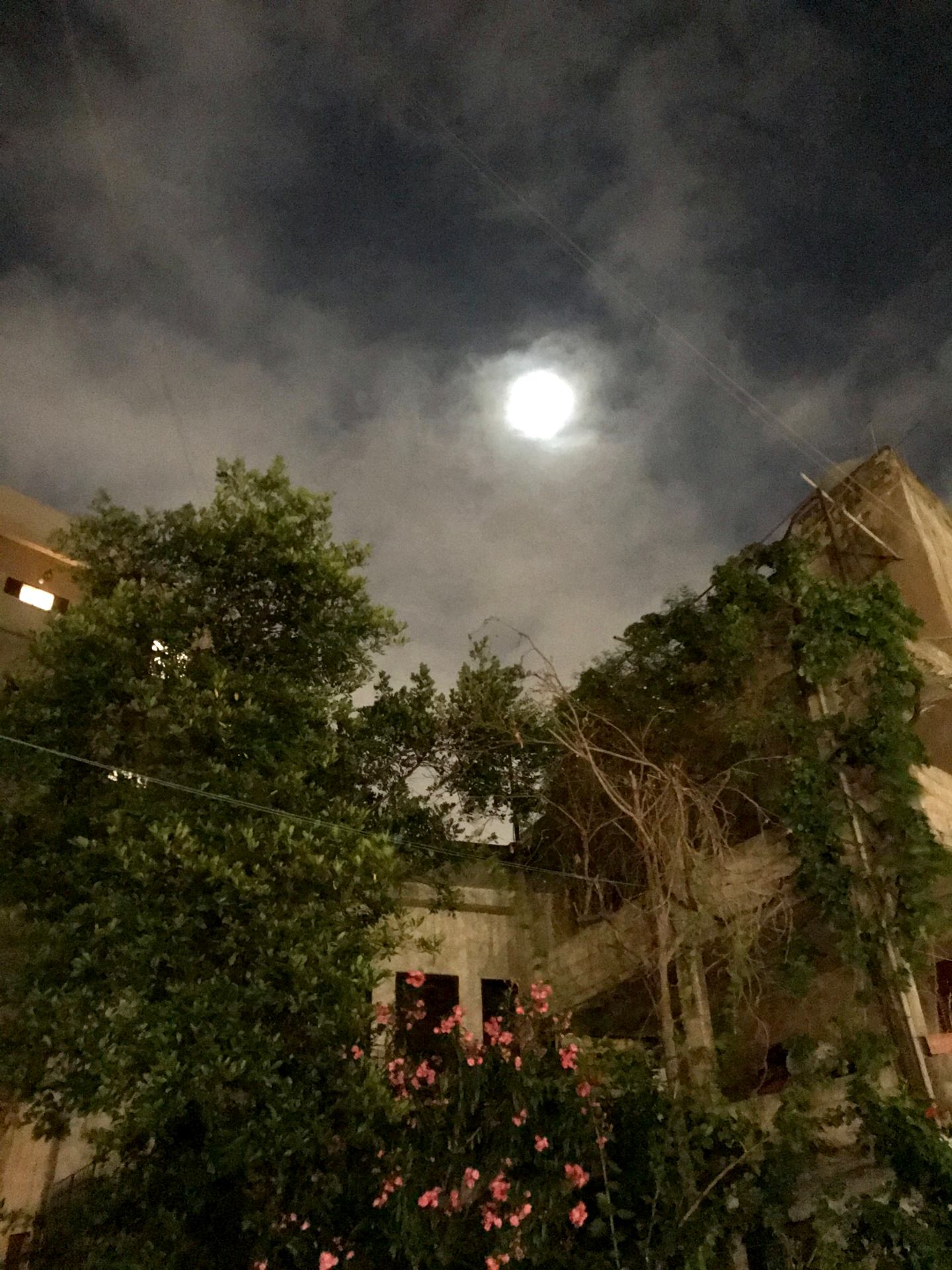 Hikmeh moonlight.jpg