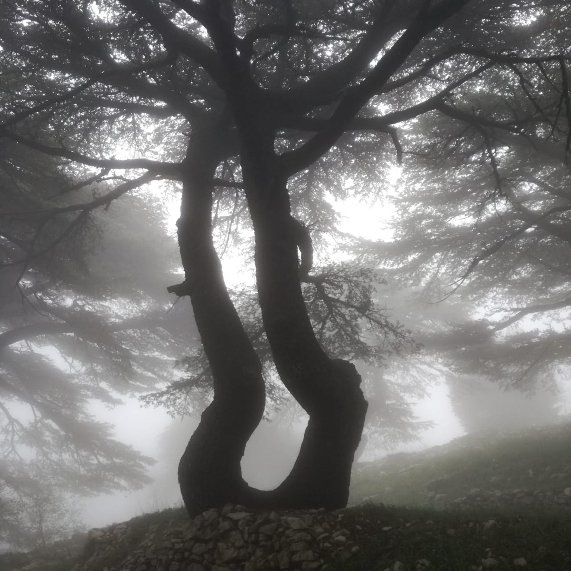 Lebanese Cedars in fog