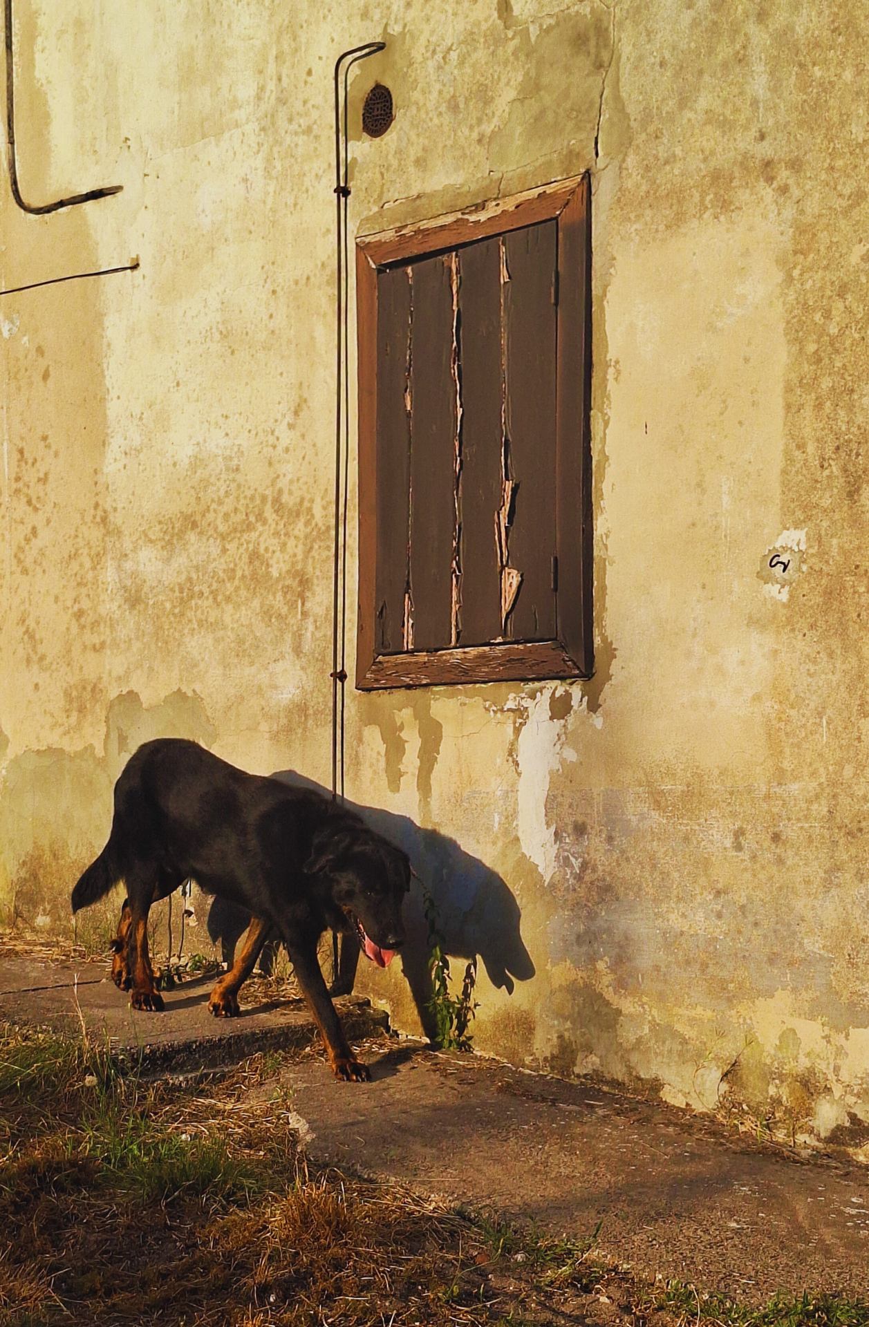 Canin canicule