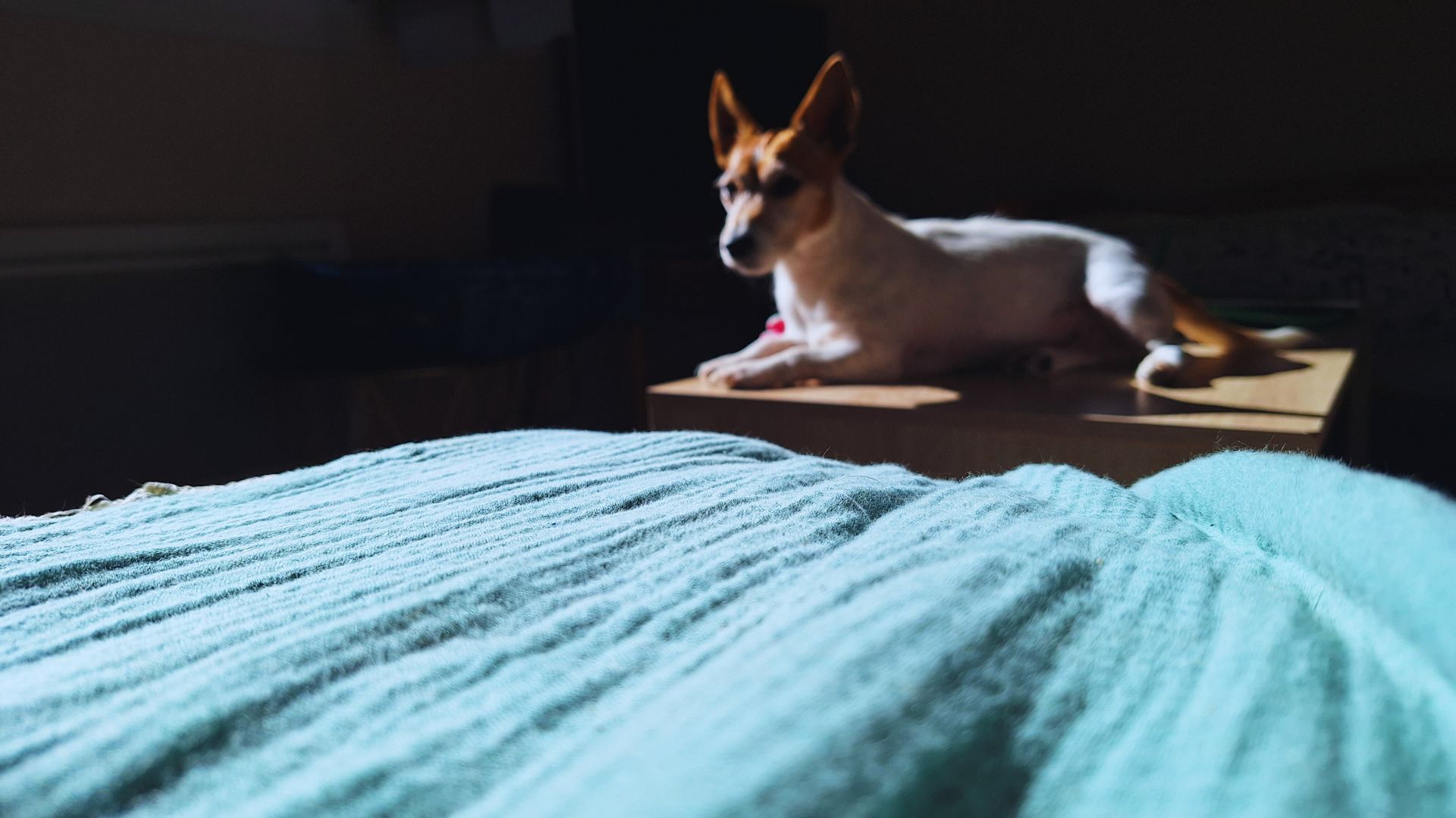 Rayon de soleil sur ibou