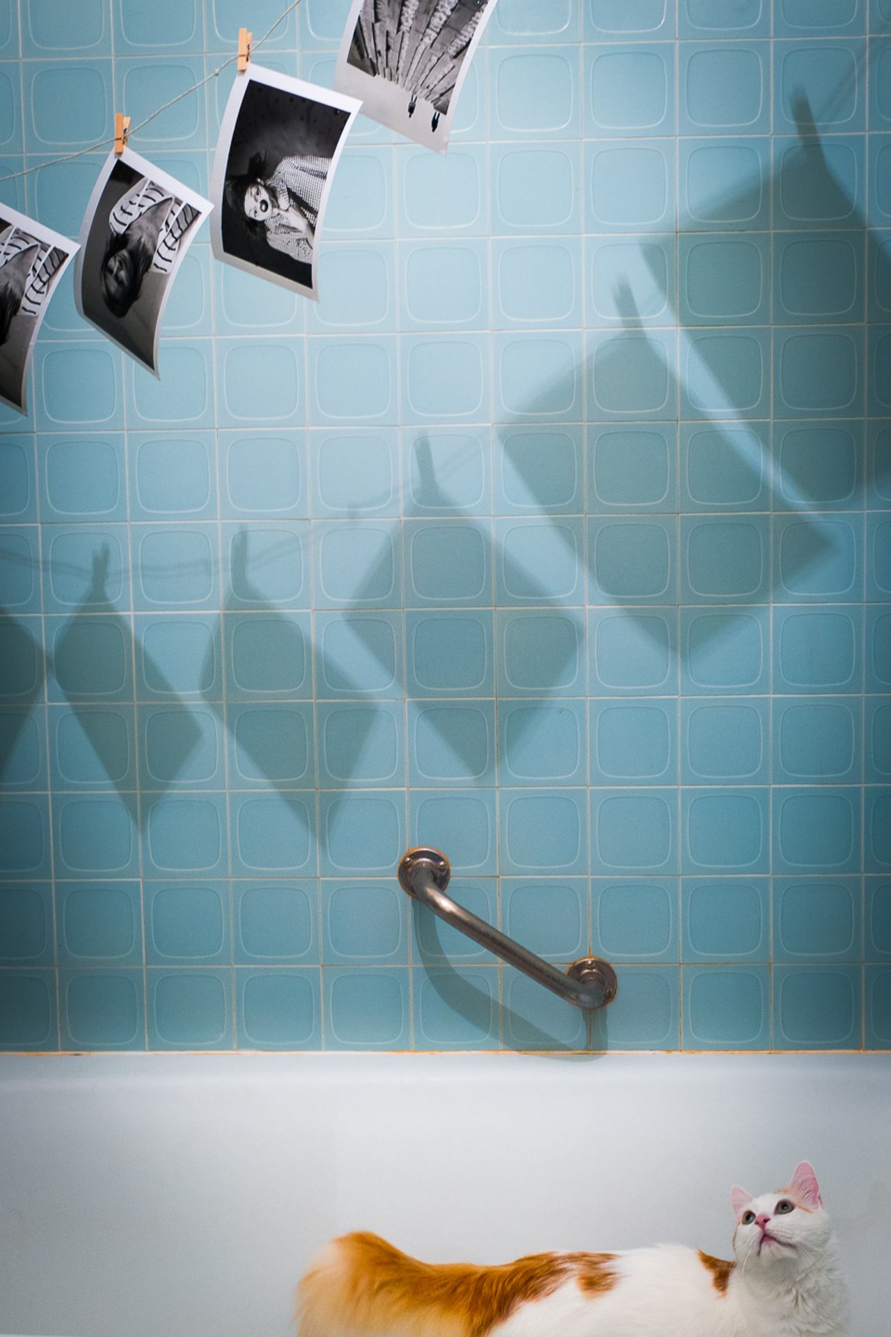 Cat looking at pictures in bathtub