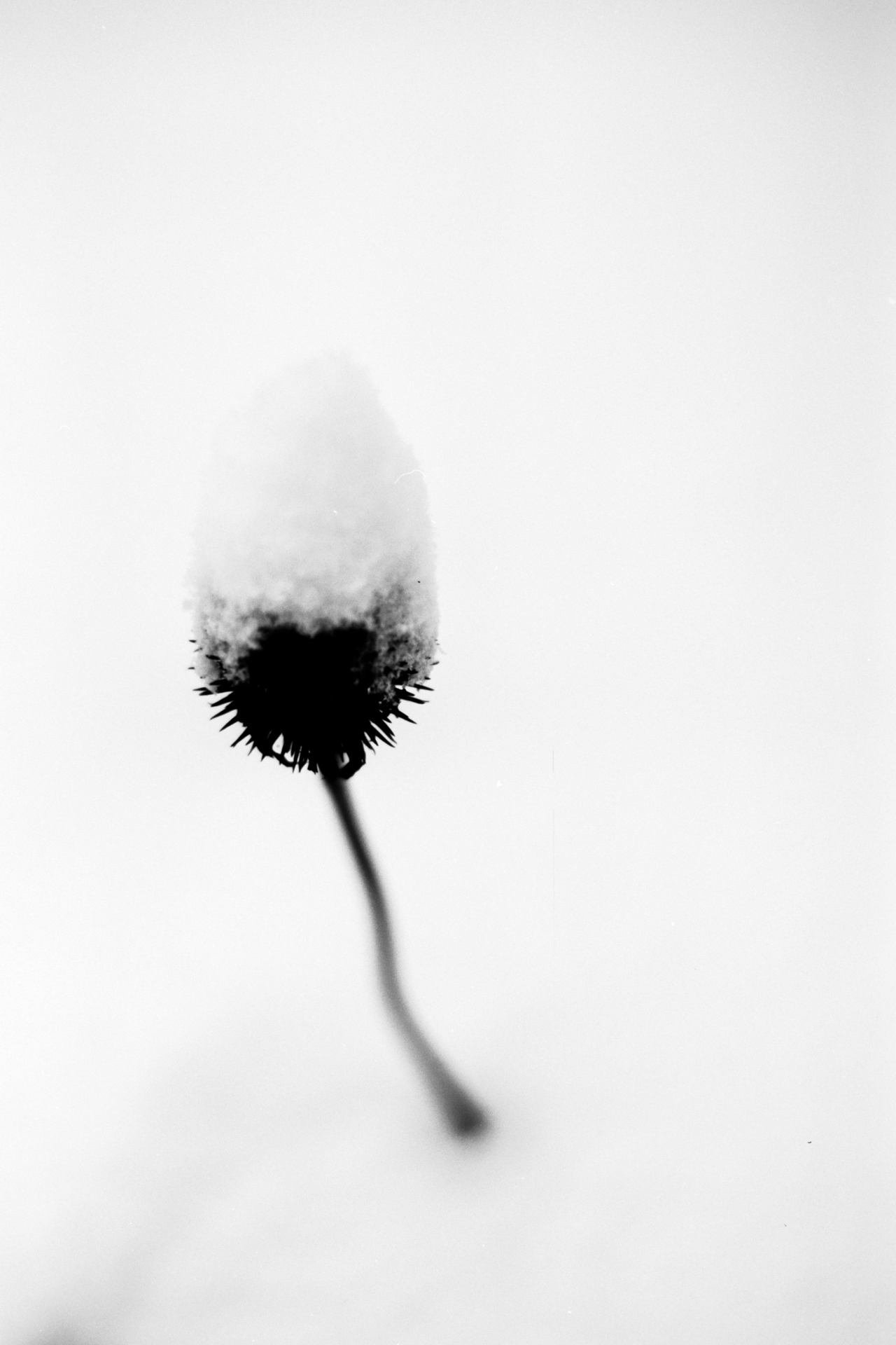 Sentinelle