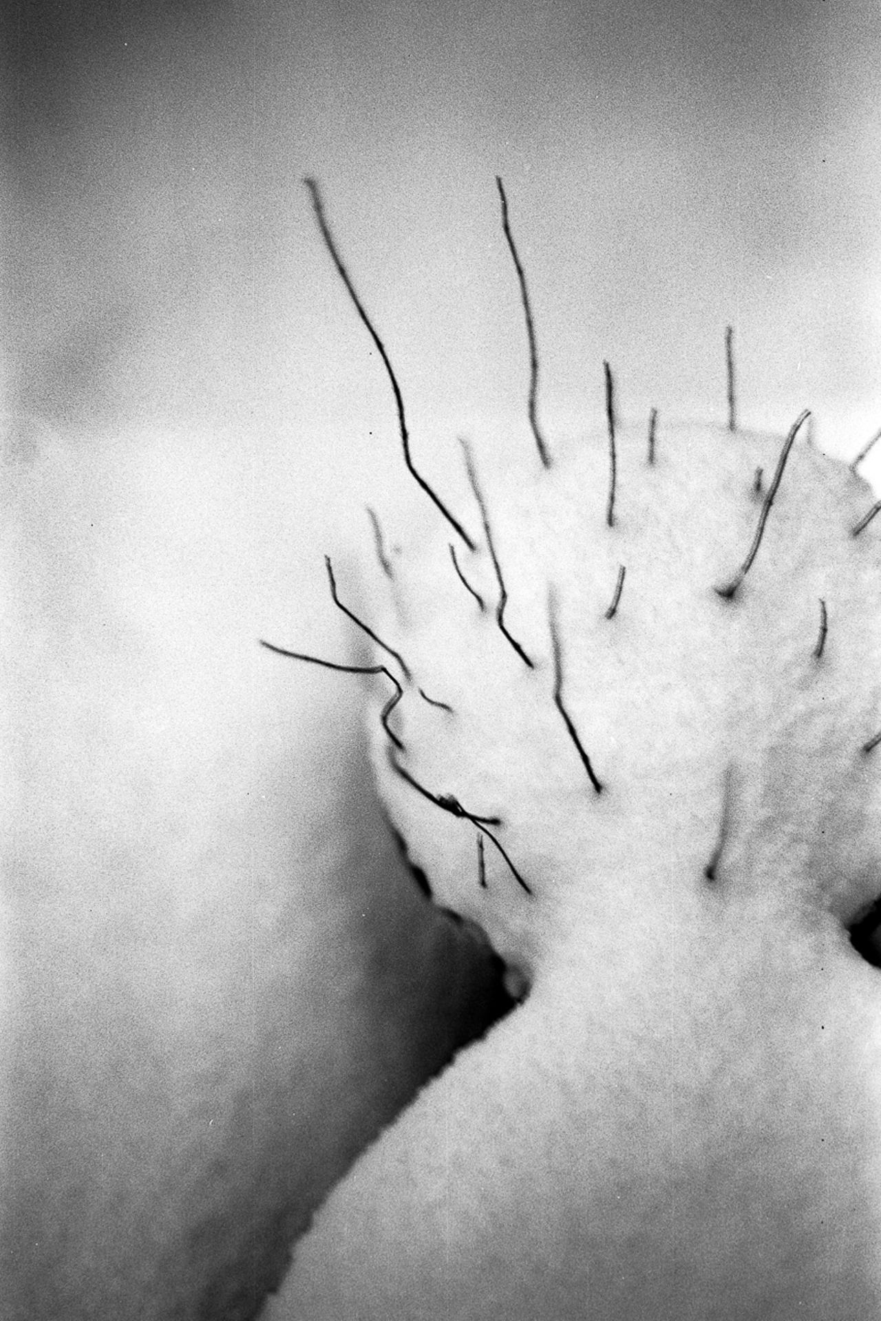 Hirsute