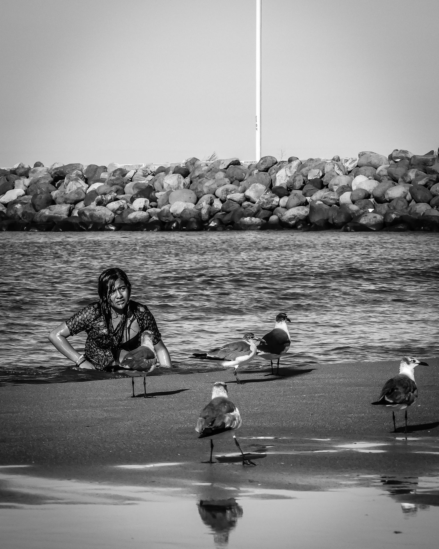 Attention à la mouette