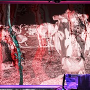 Currently in contest