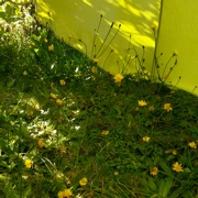 Currently in contest