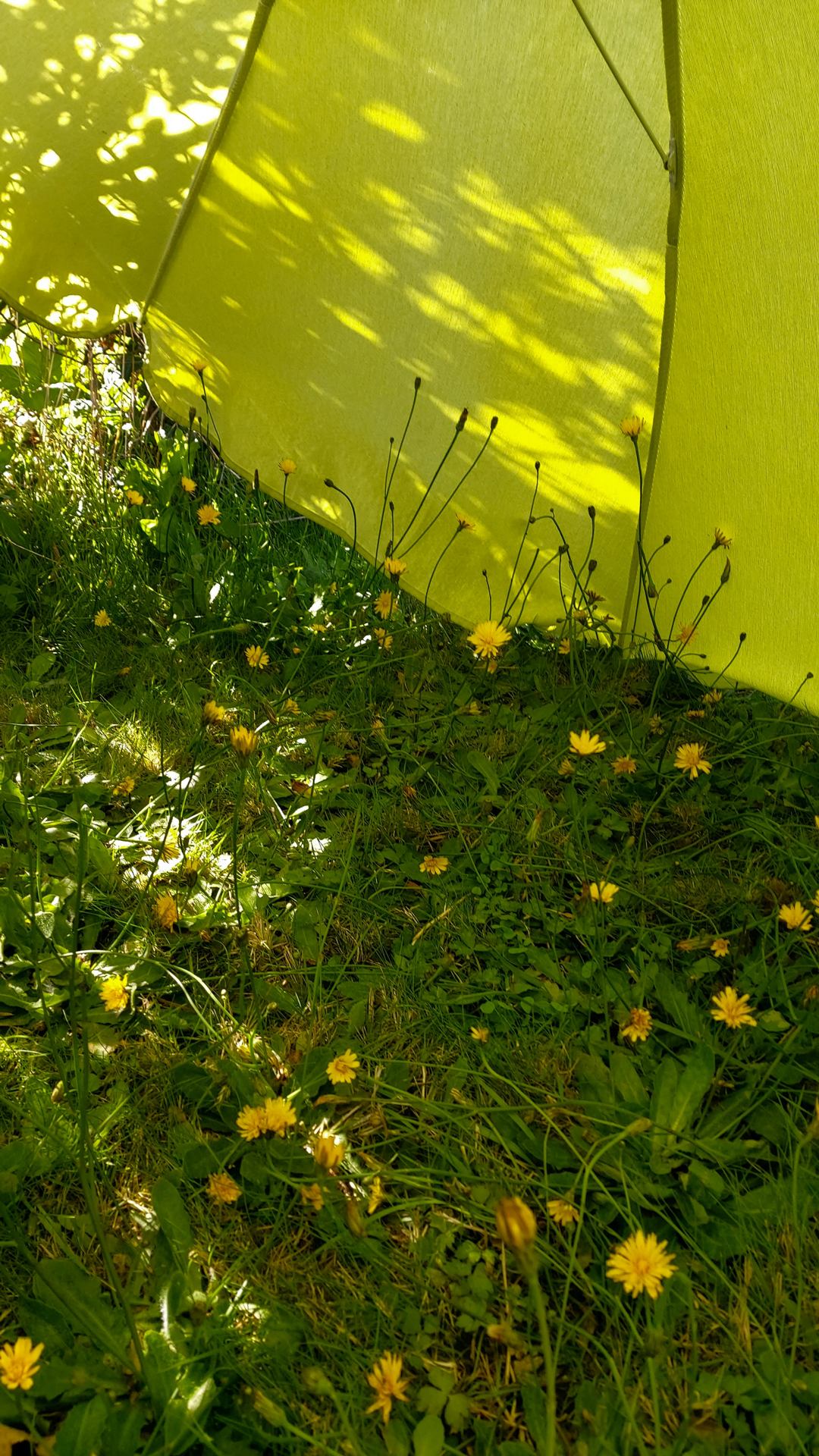 le printemps émois sur herbes folles