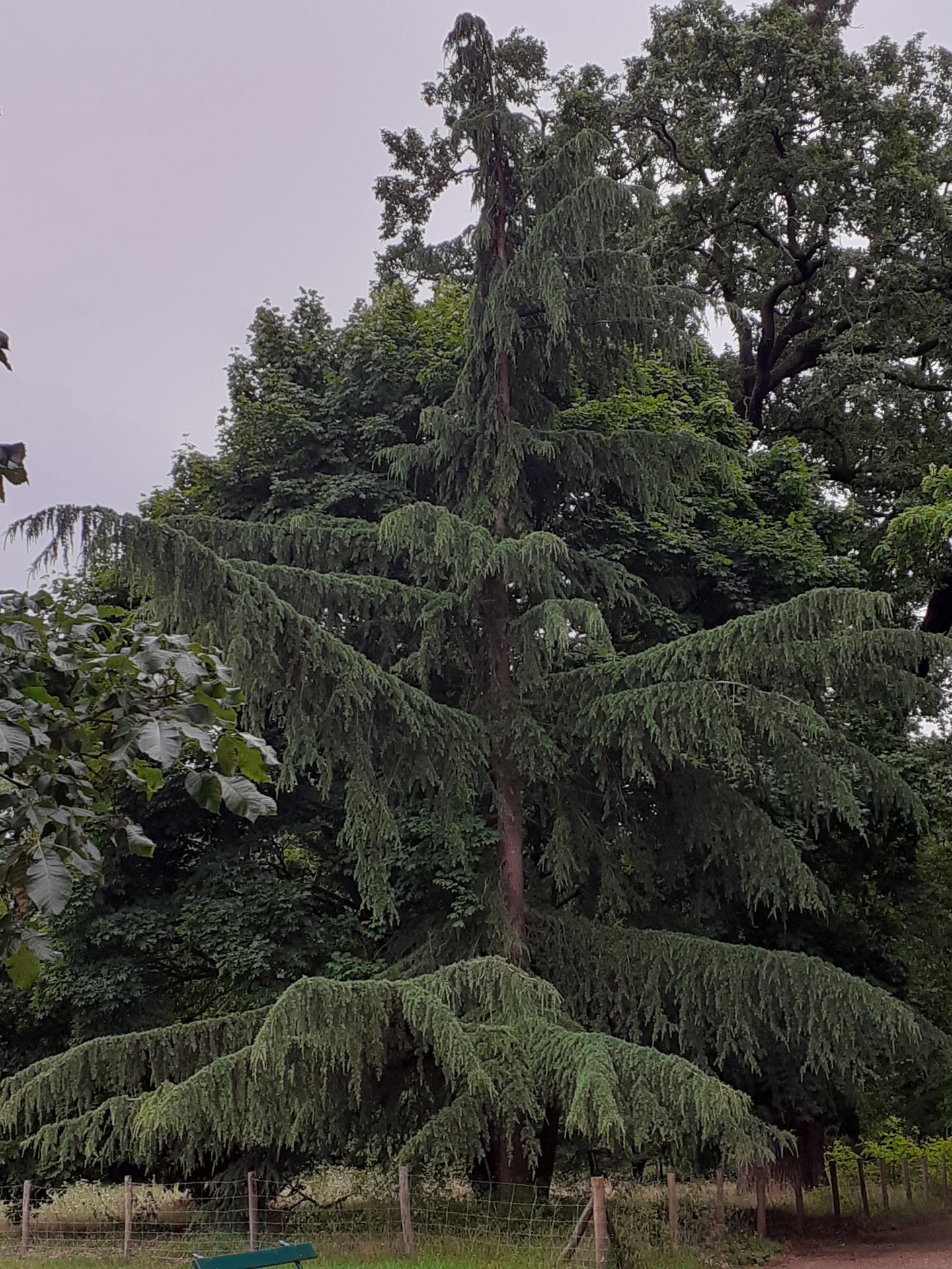 Cèdre majestueux 