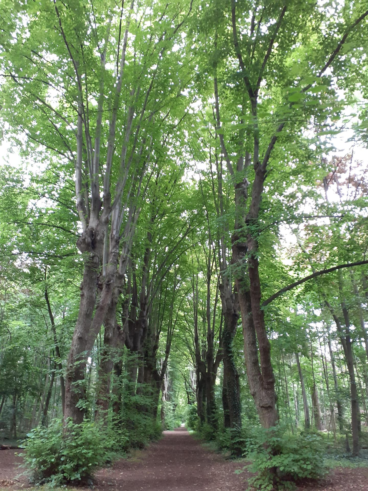 Promenons-nous dans le bois 
