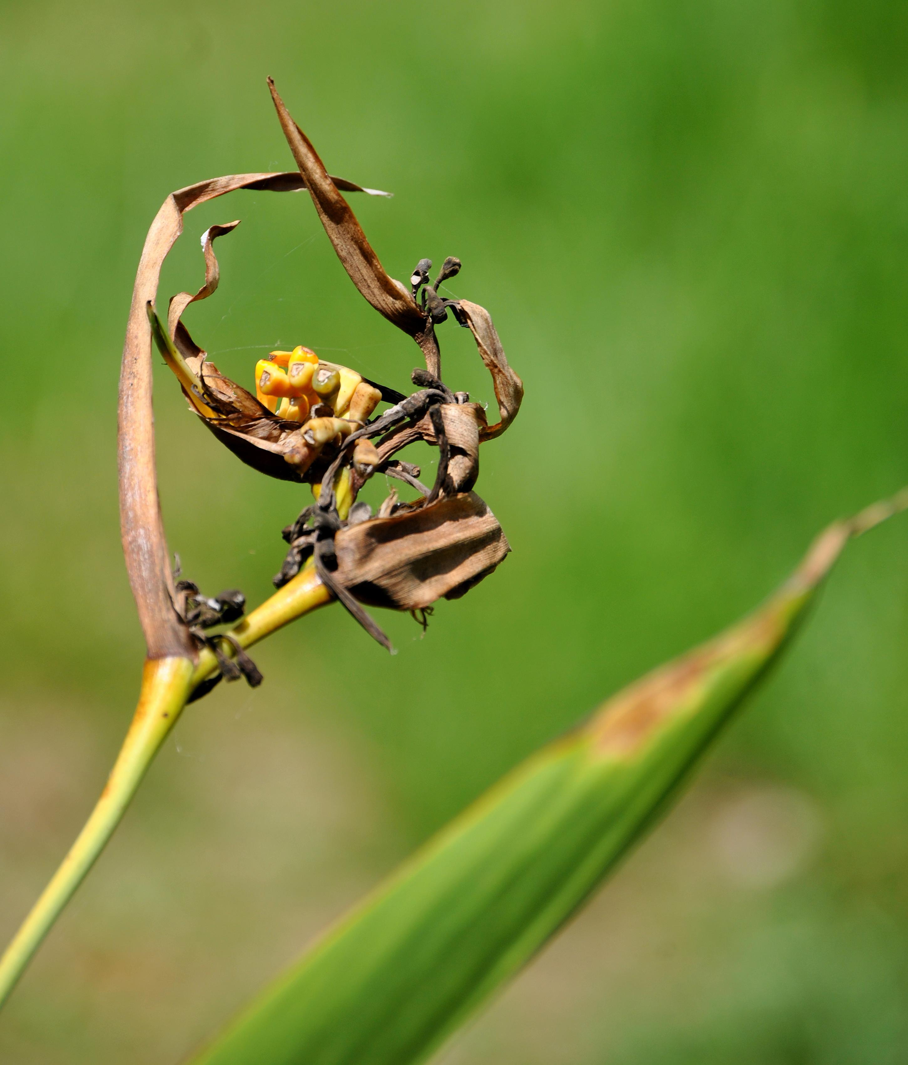Nature pas loin d'être morte