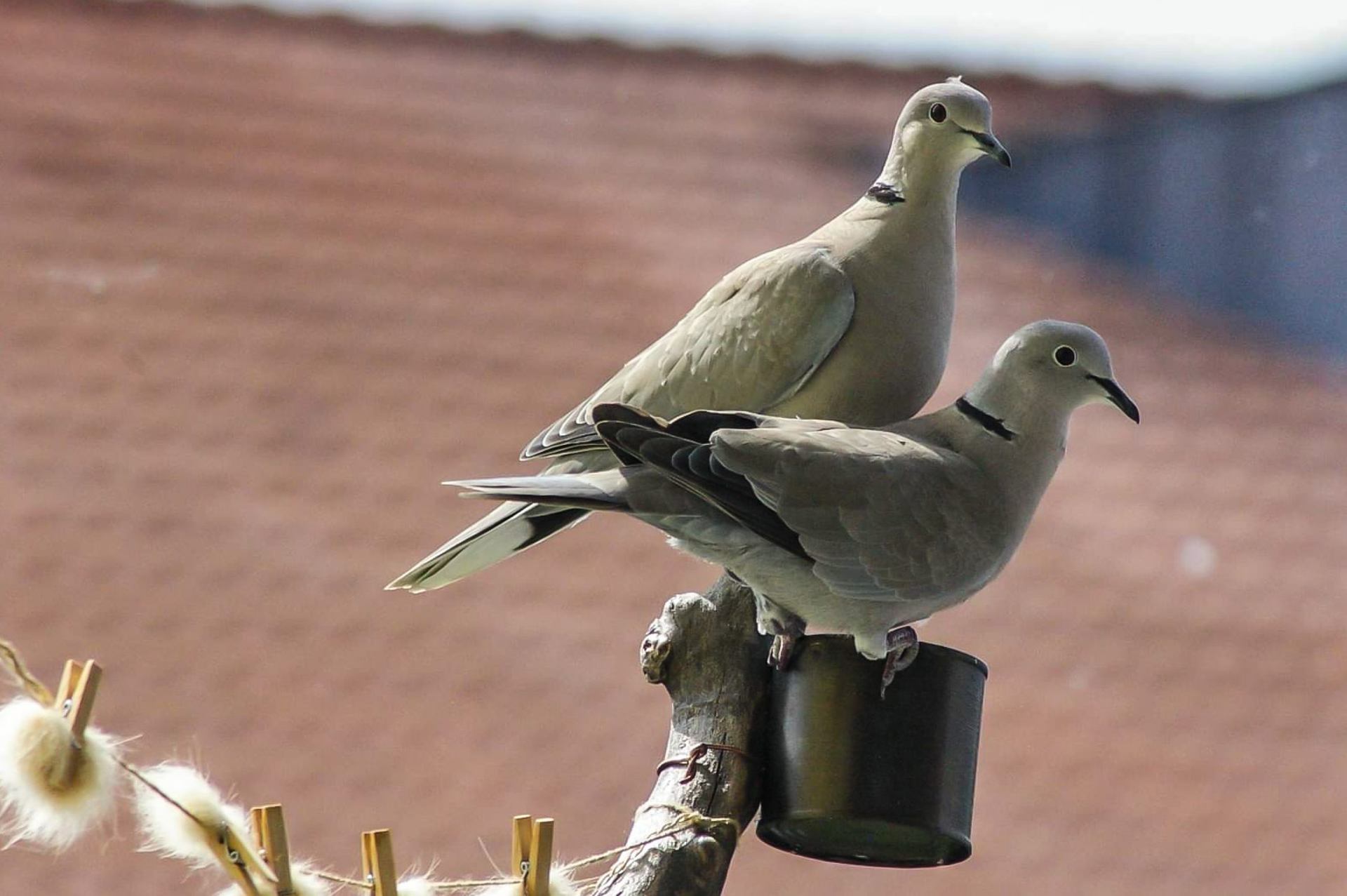 Couple invité 