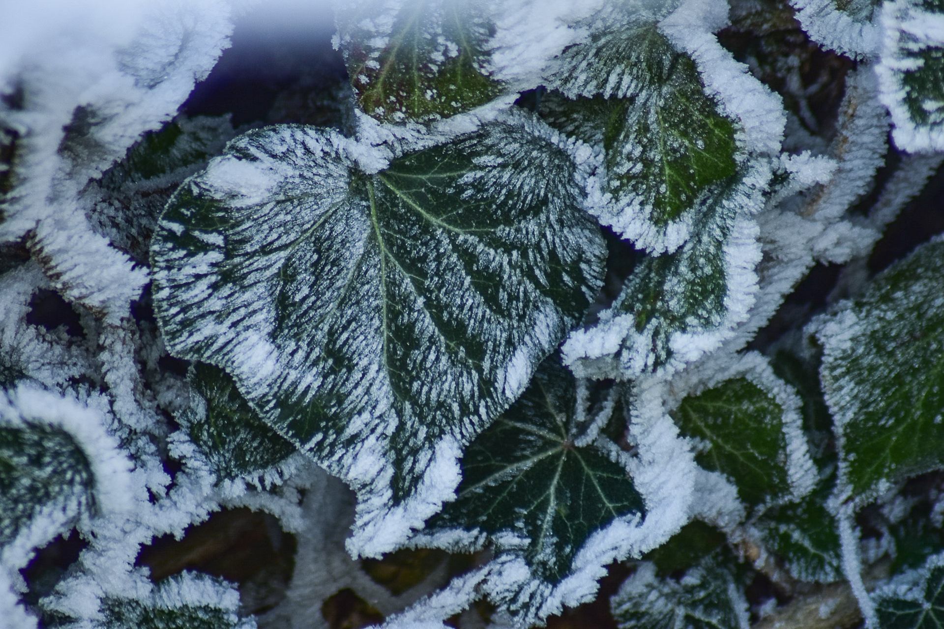 Feuilles givrées