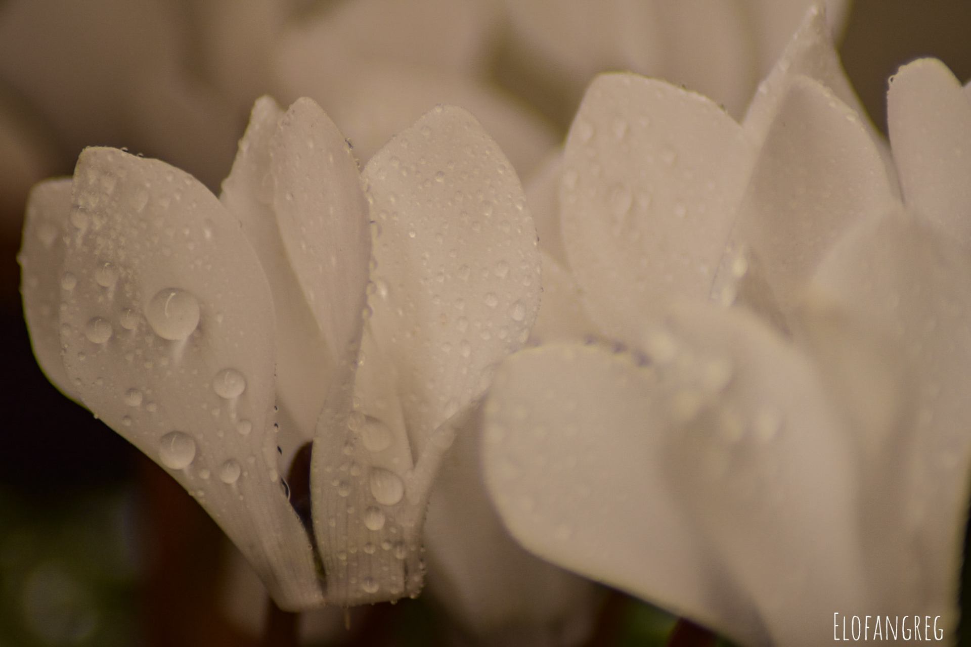 Gouttes d'eau cyclamen