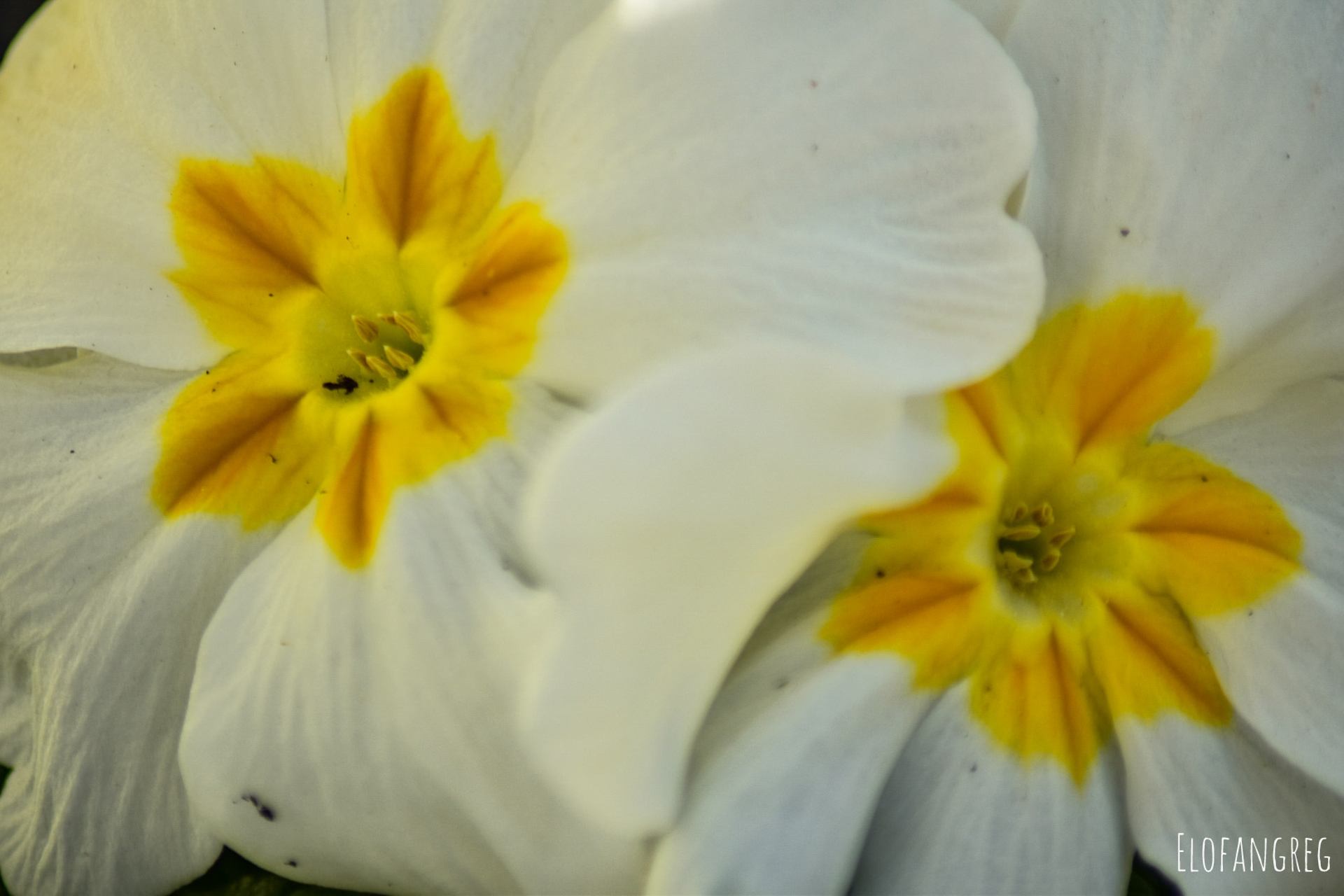 Primevères blanches