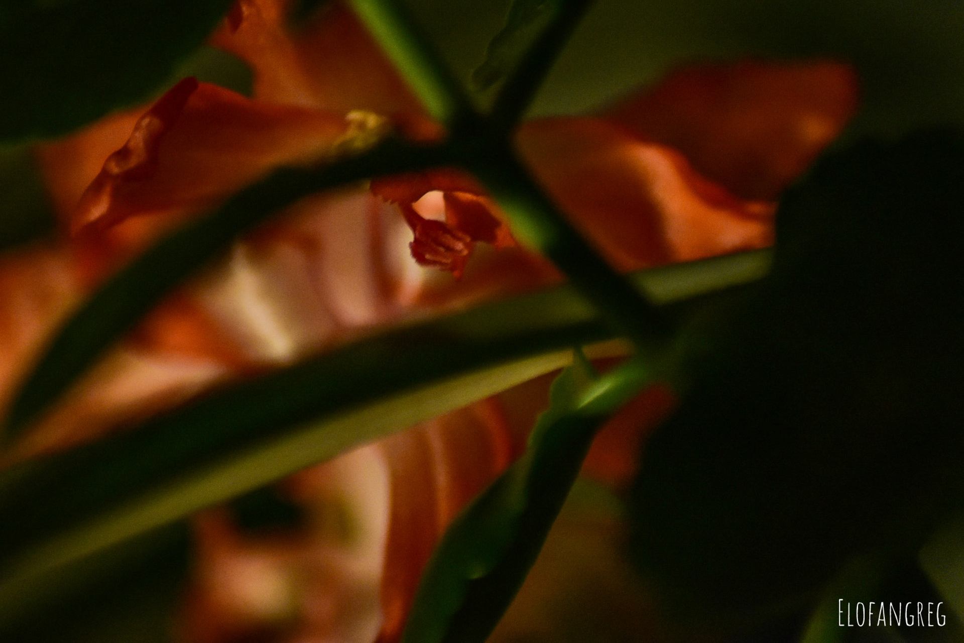 Fleur cachée