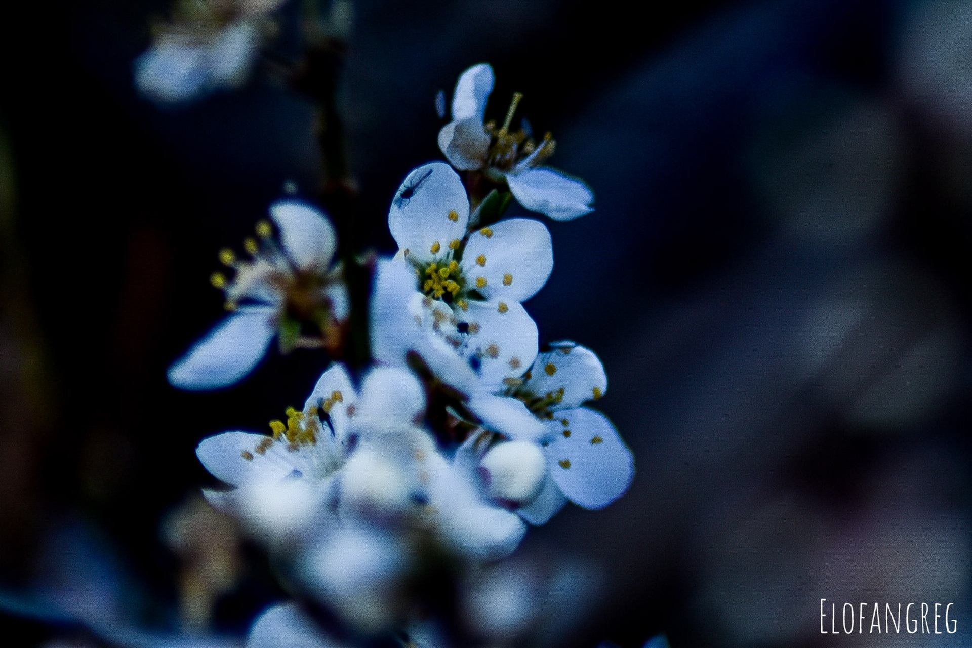 C'est le printemps