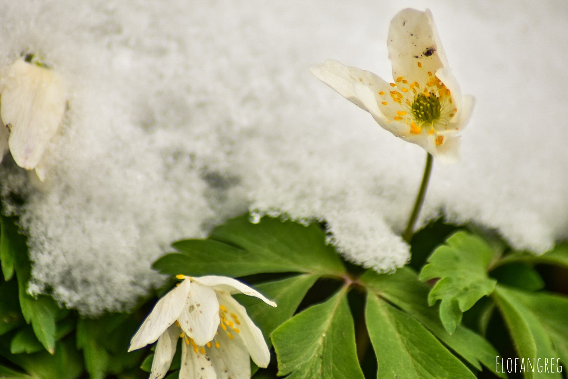 Anémones sous la neige