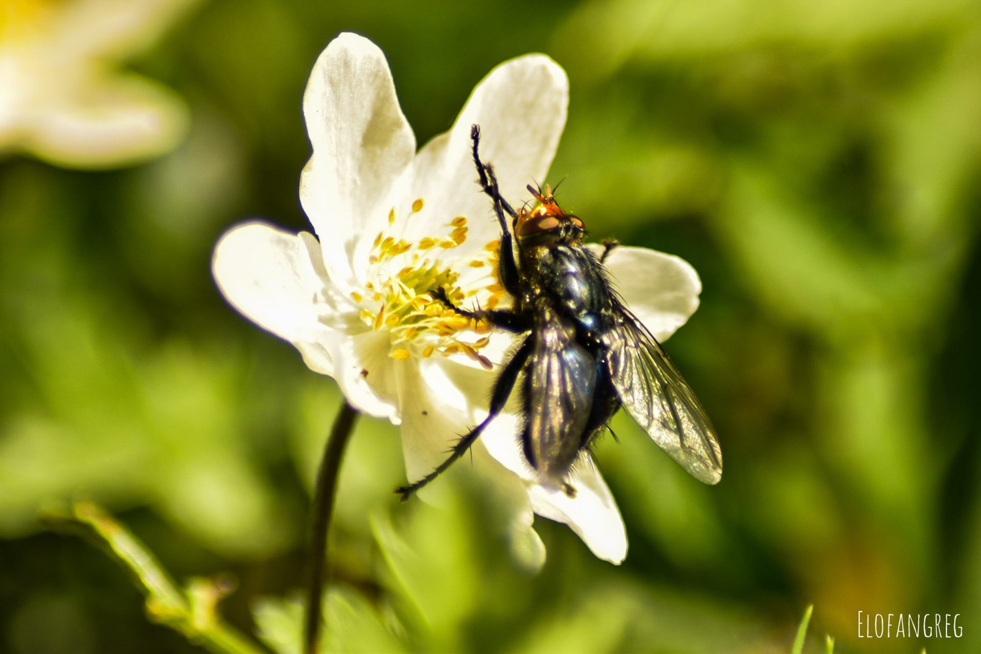Mouche sur anémone