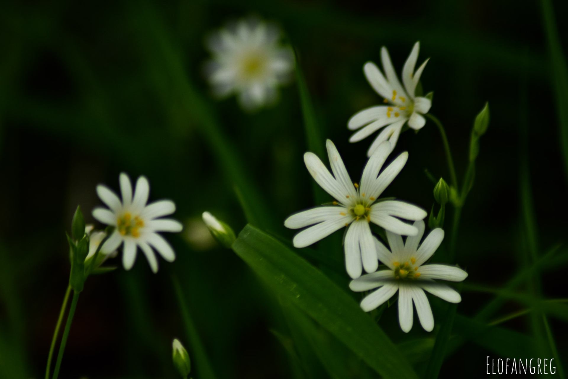 Stellaires