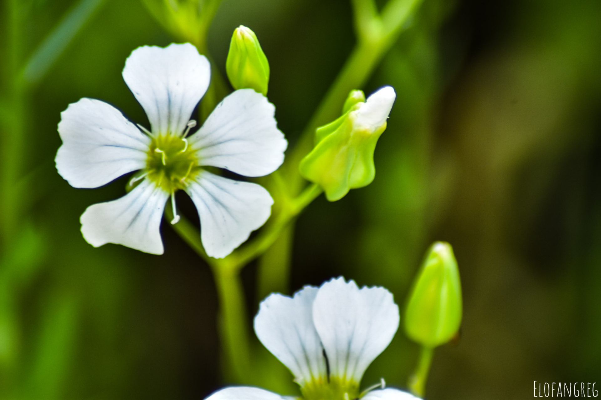 Gypsophile élégante