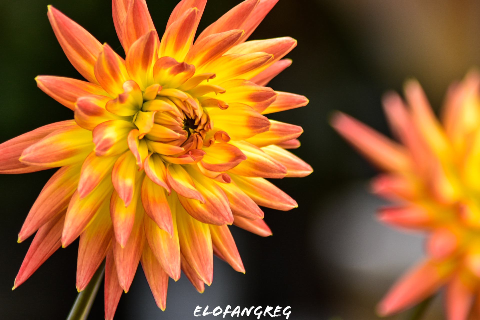 Jolie dahlia