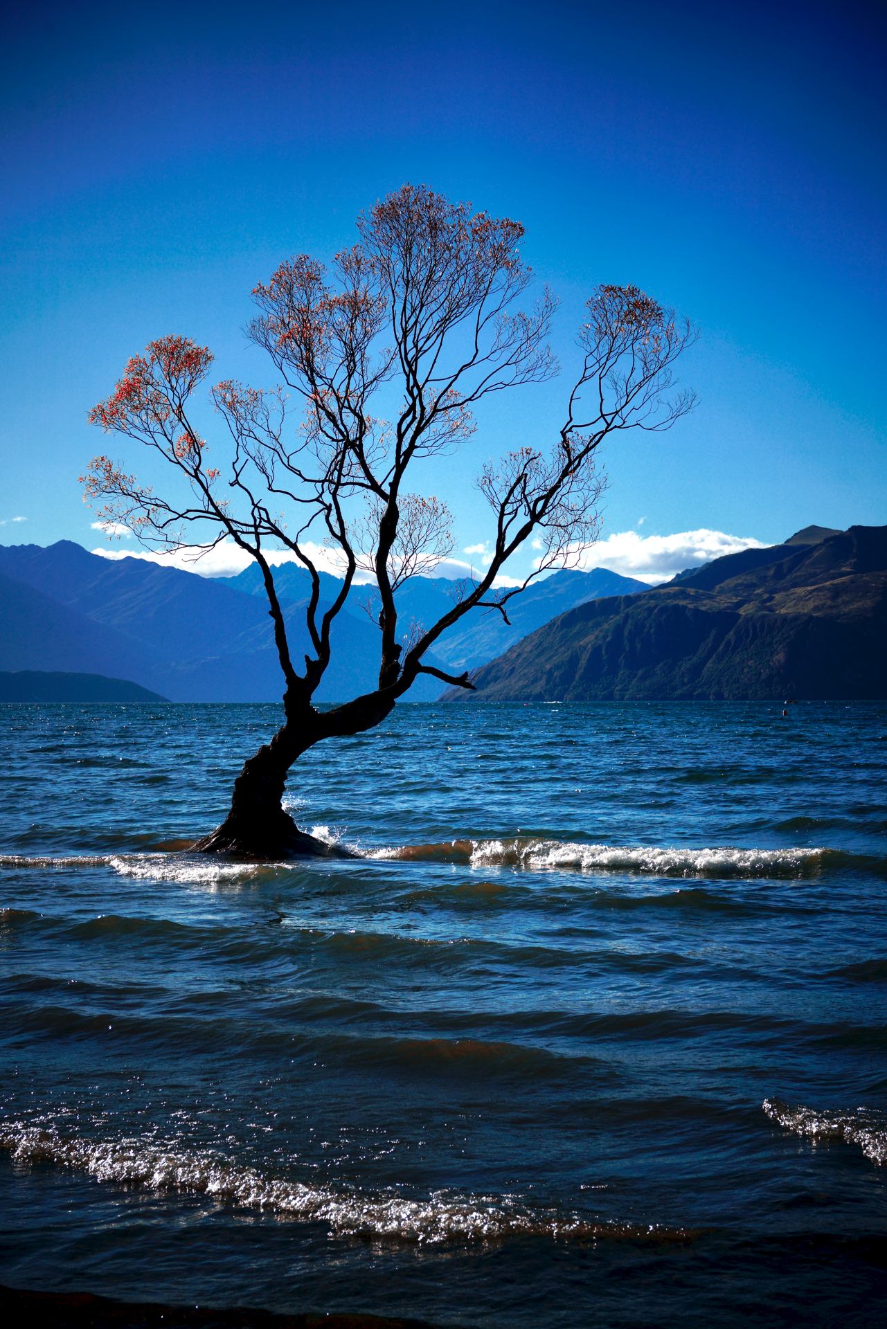 Wanaka's tree