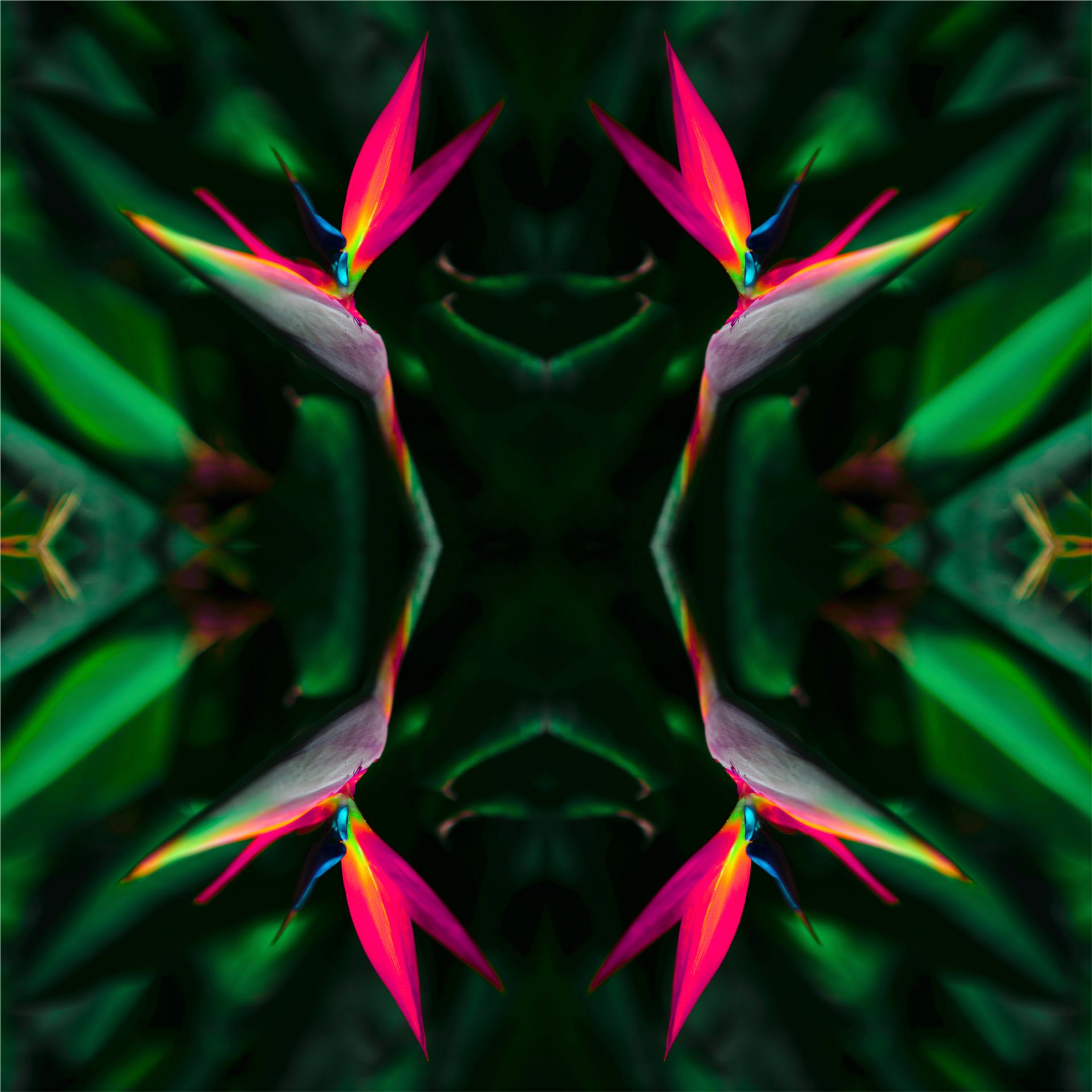 Psychédélic Paradise