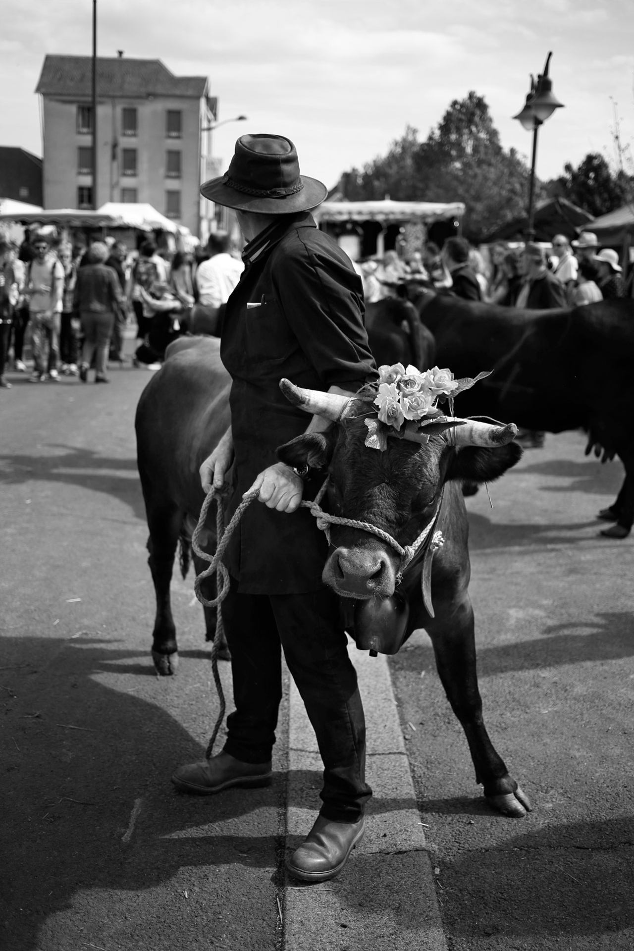 allanches-vache-II.jpg