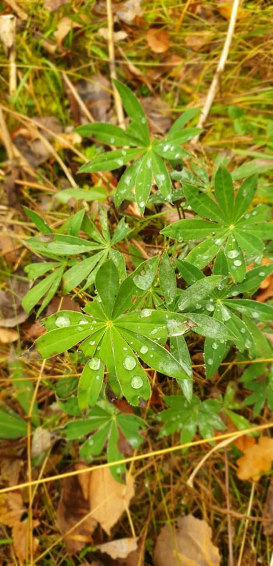 leafs in the rain