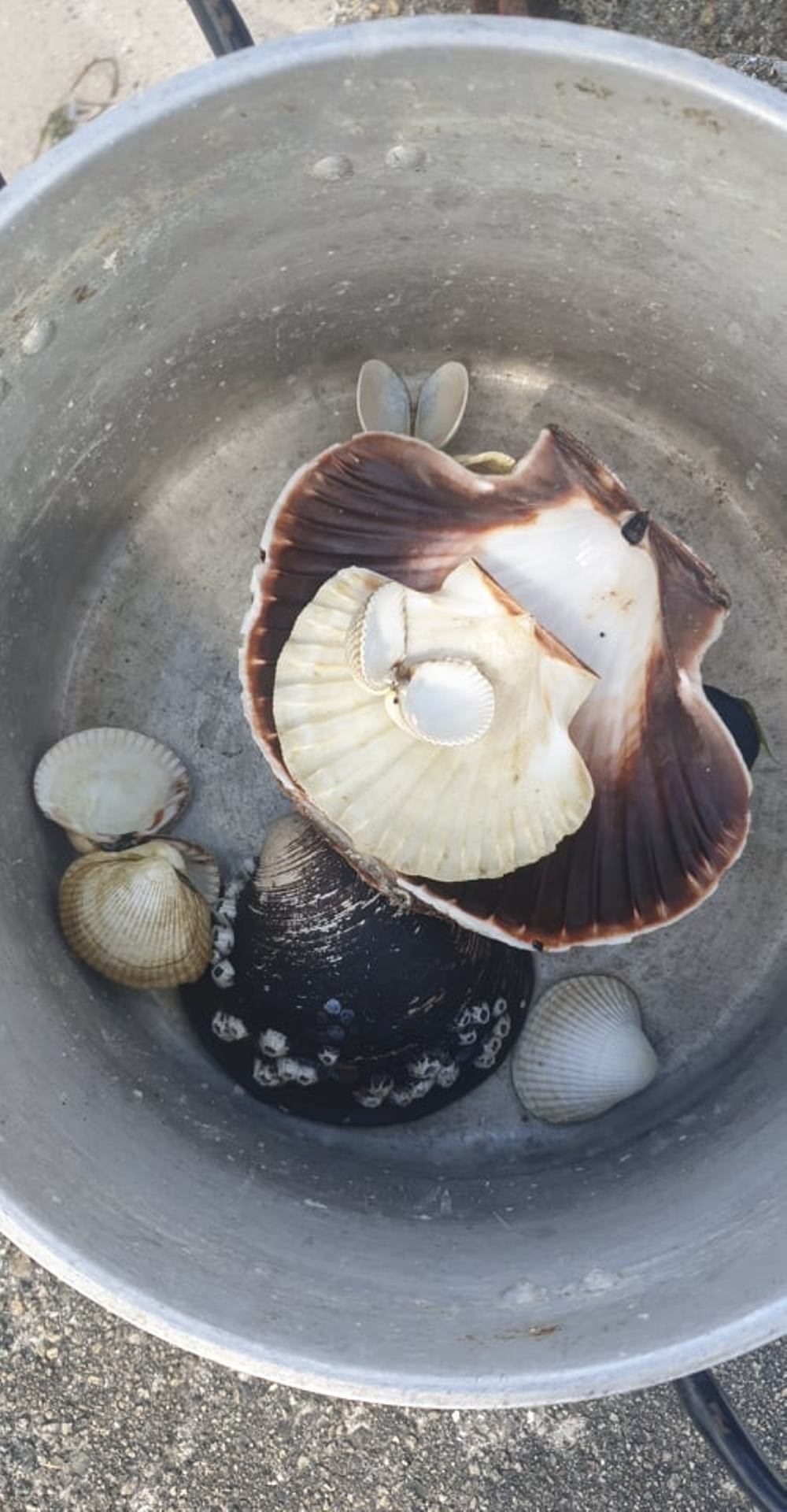 gifts from the ocean.jpg